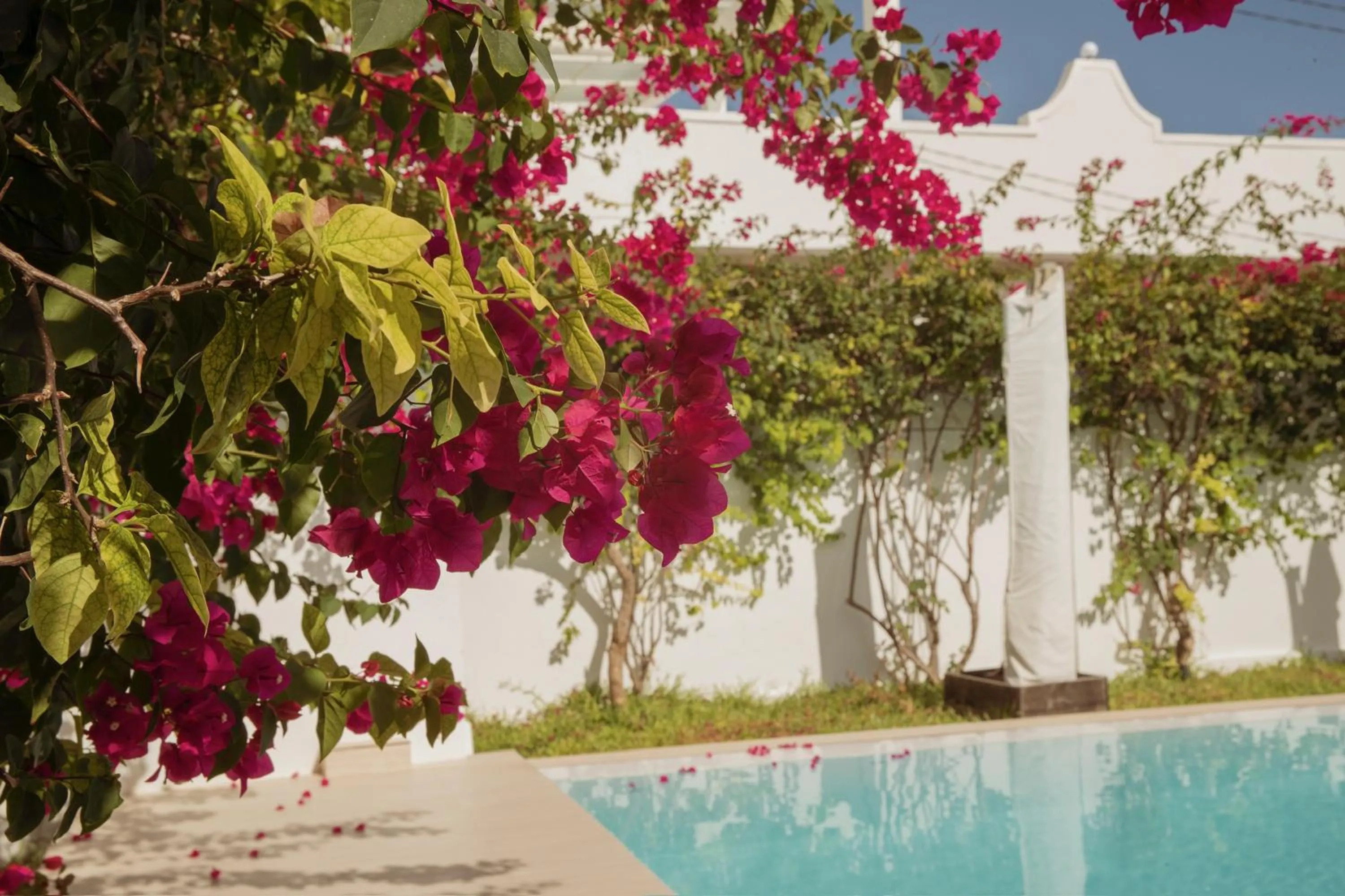 Swimming pool in Paje White House