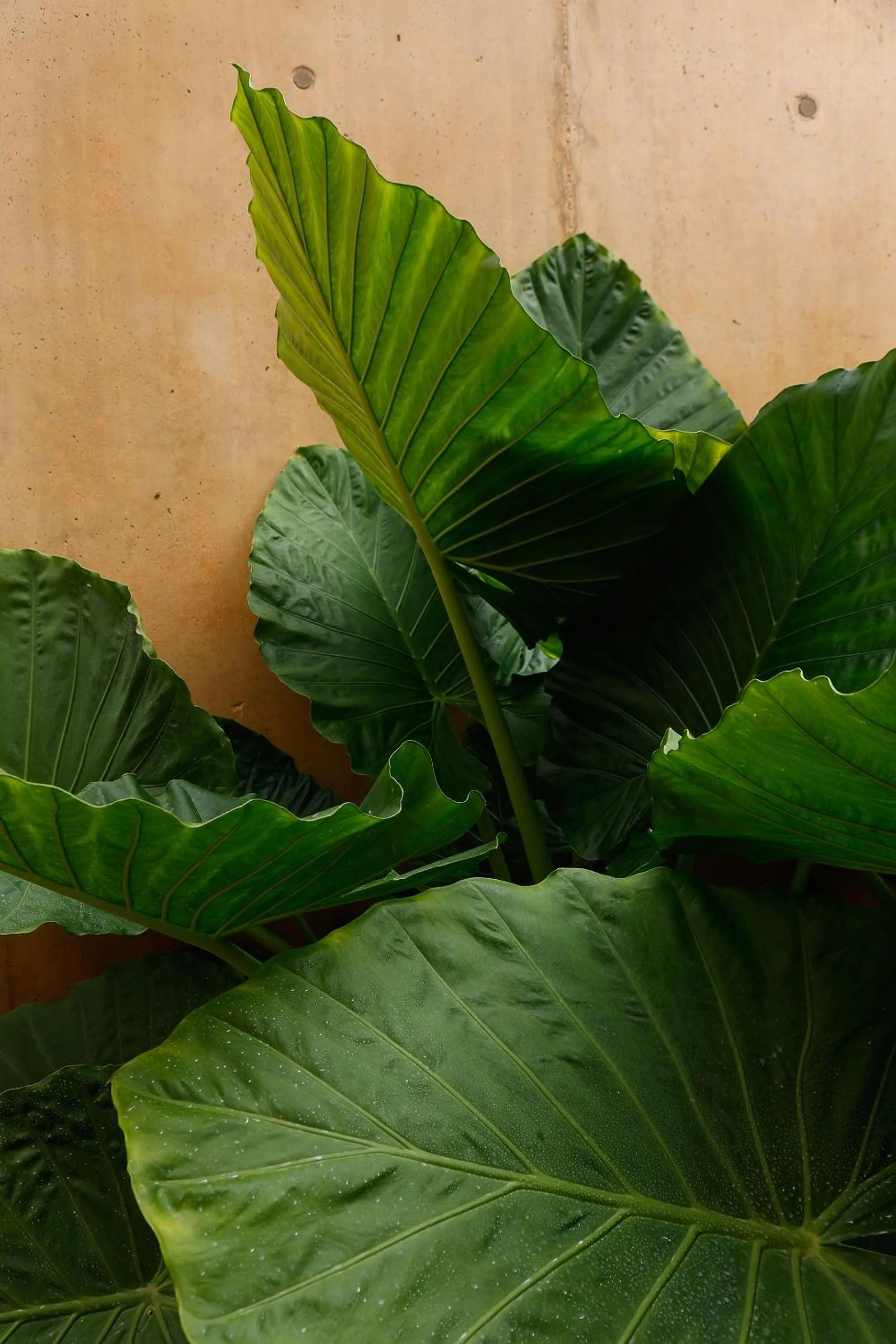 Floor plan in Praia do Canal Nature Retreat - Small Luxury Hotels of the World