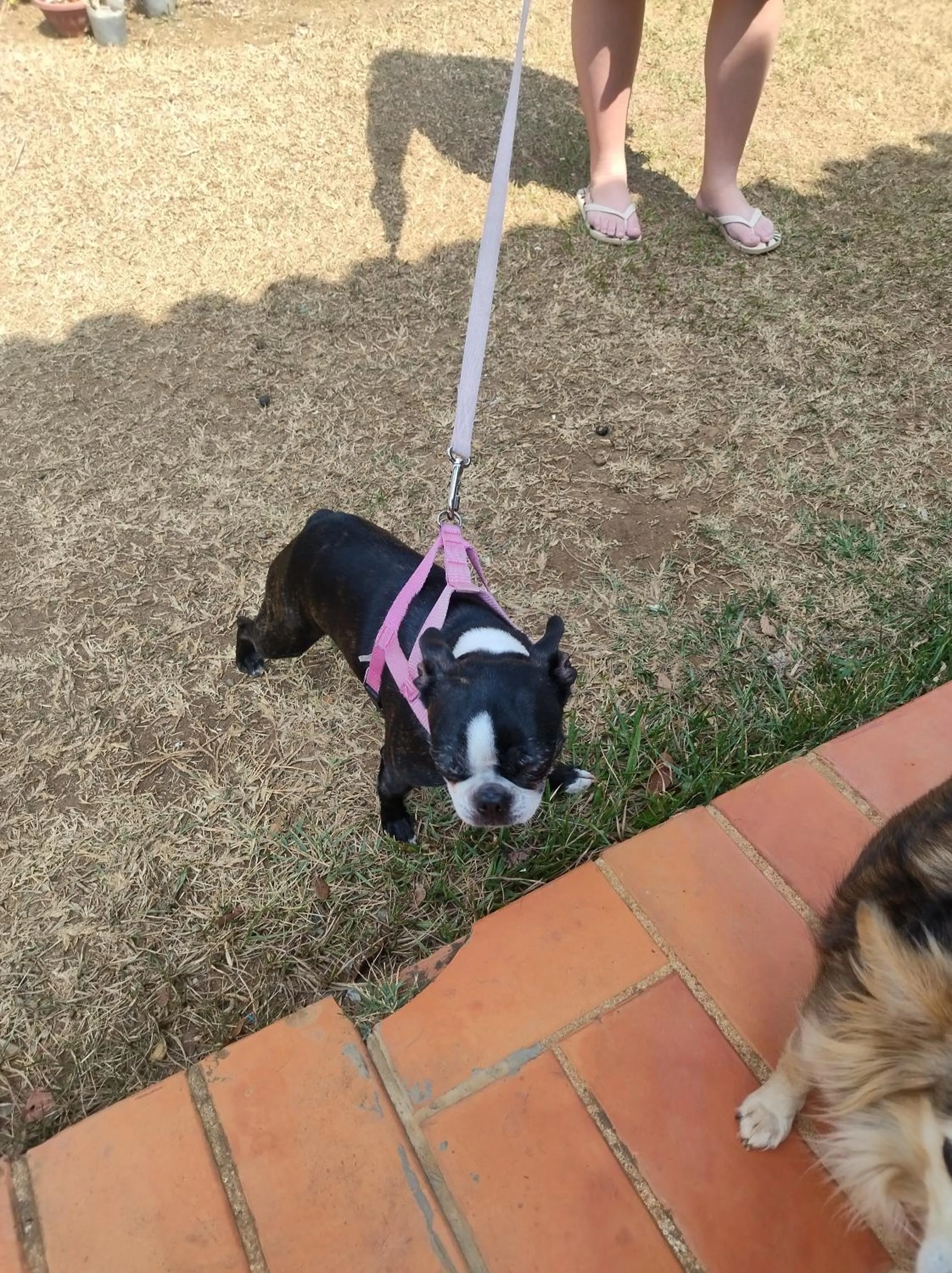 Pets in Pousada Canto dos Passaros