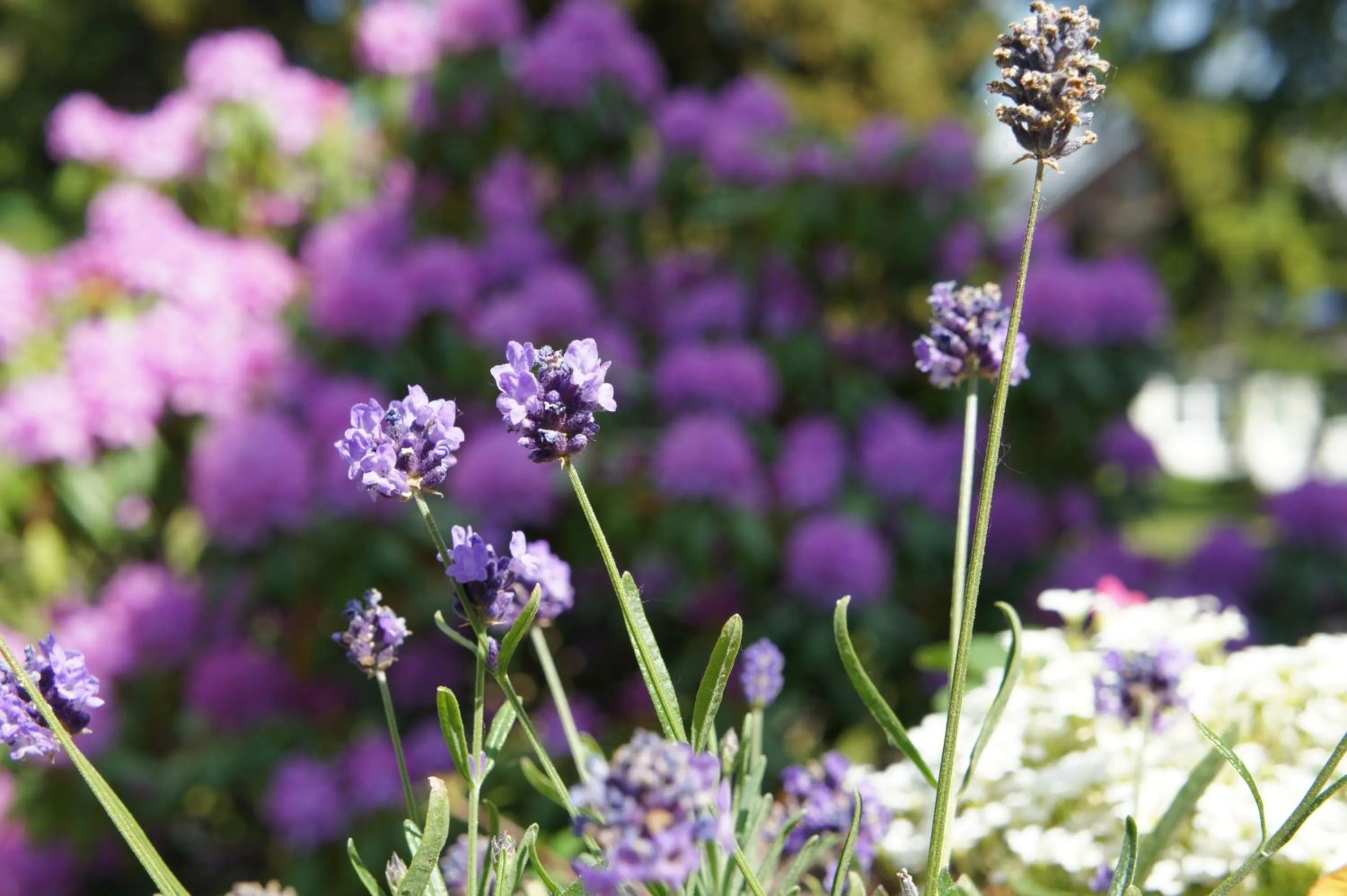 Berghotel Friedrichshöhe - Sauna, Pool & Natur