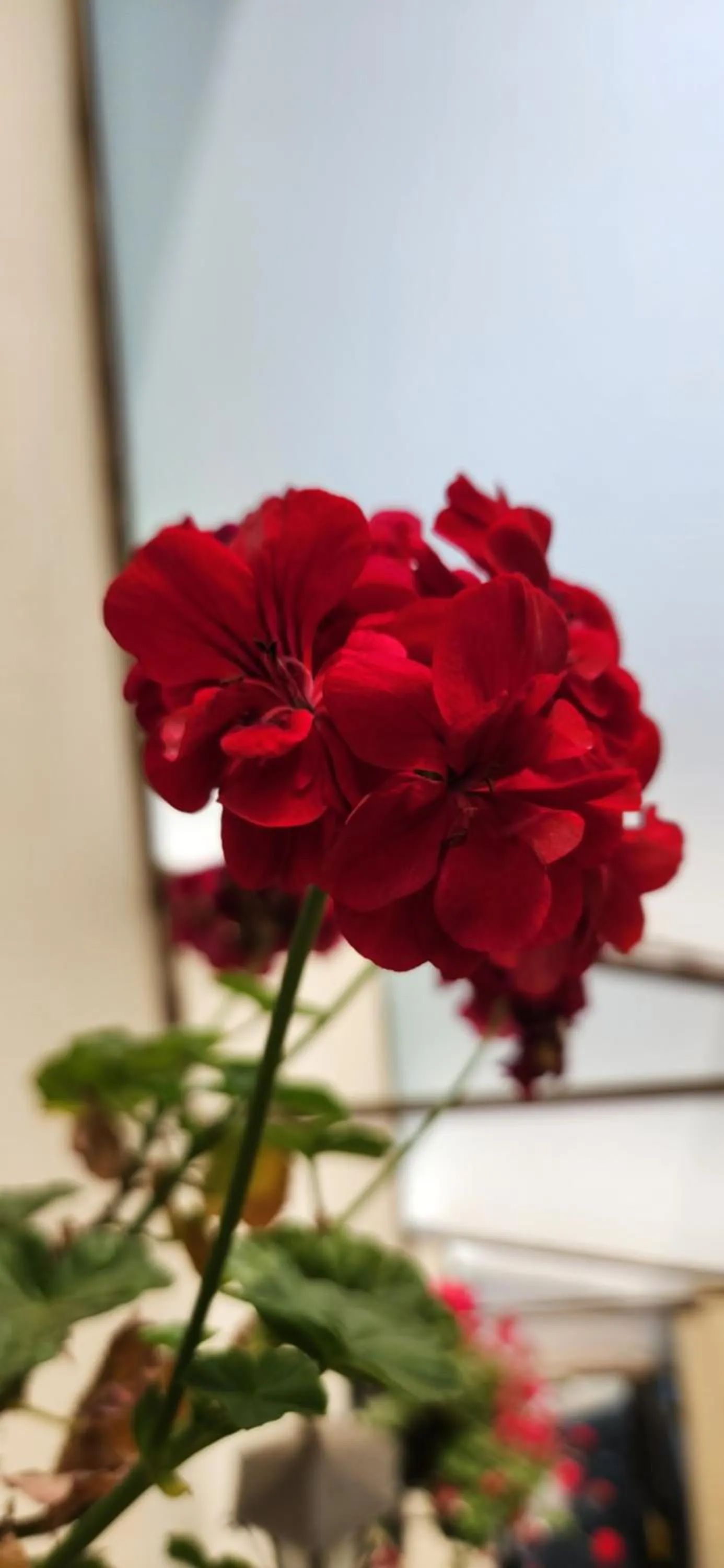 Decorative detail in Pousada Araucária