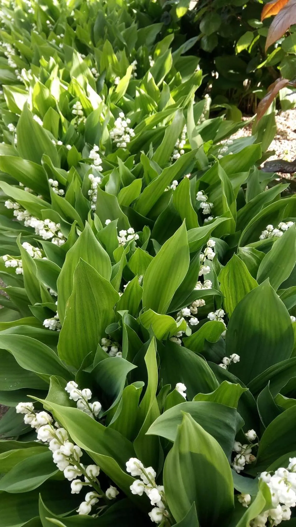 Garden in La Vigneronne