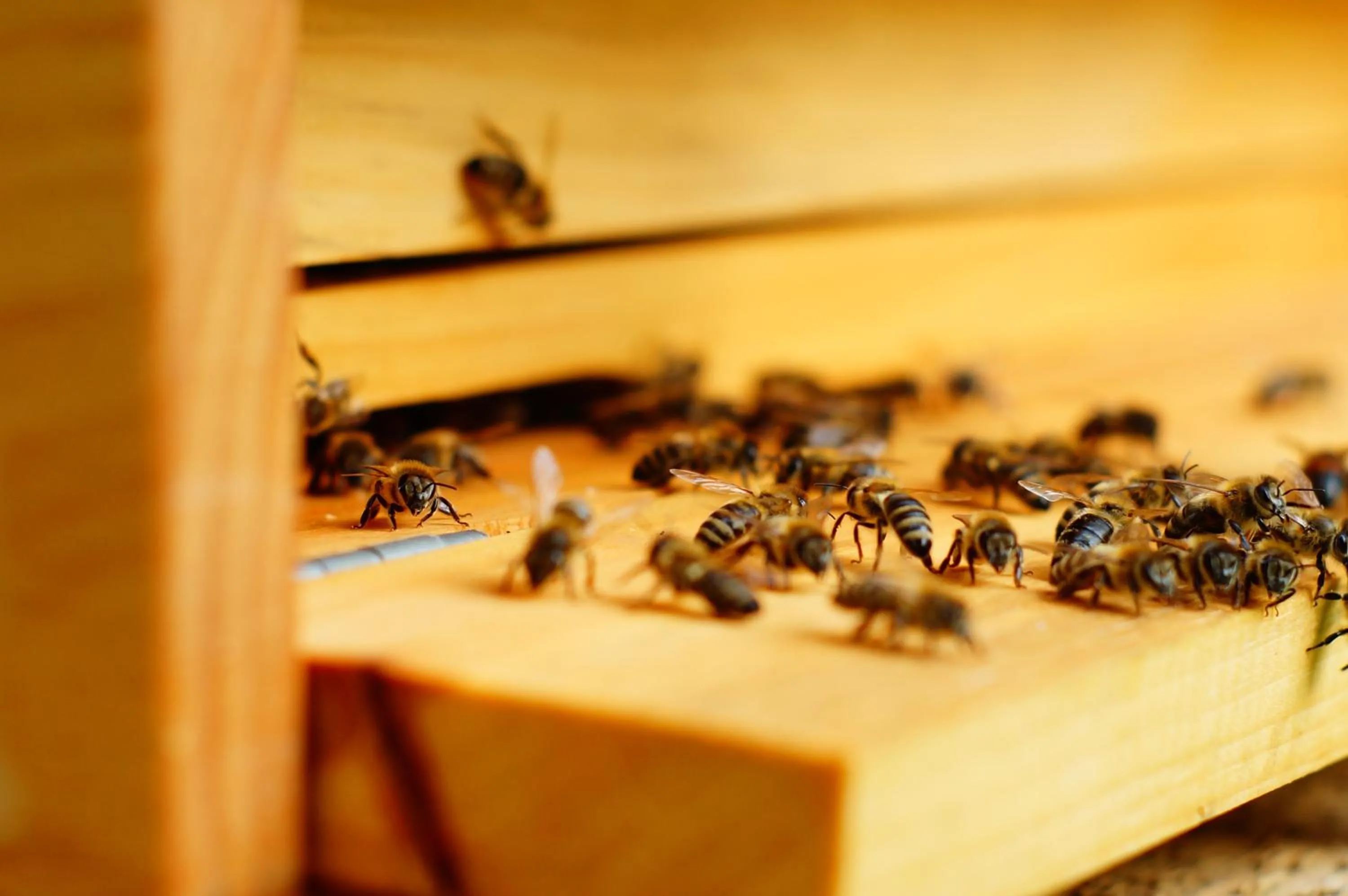Garden in Hotel am Tierpark
