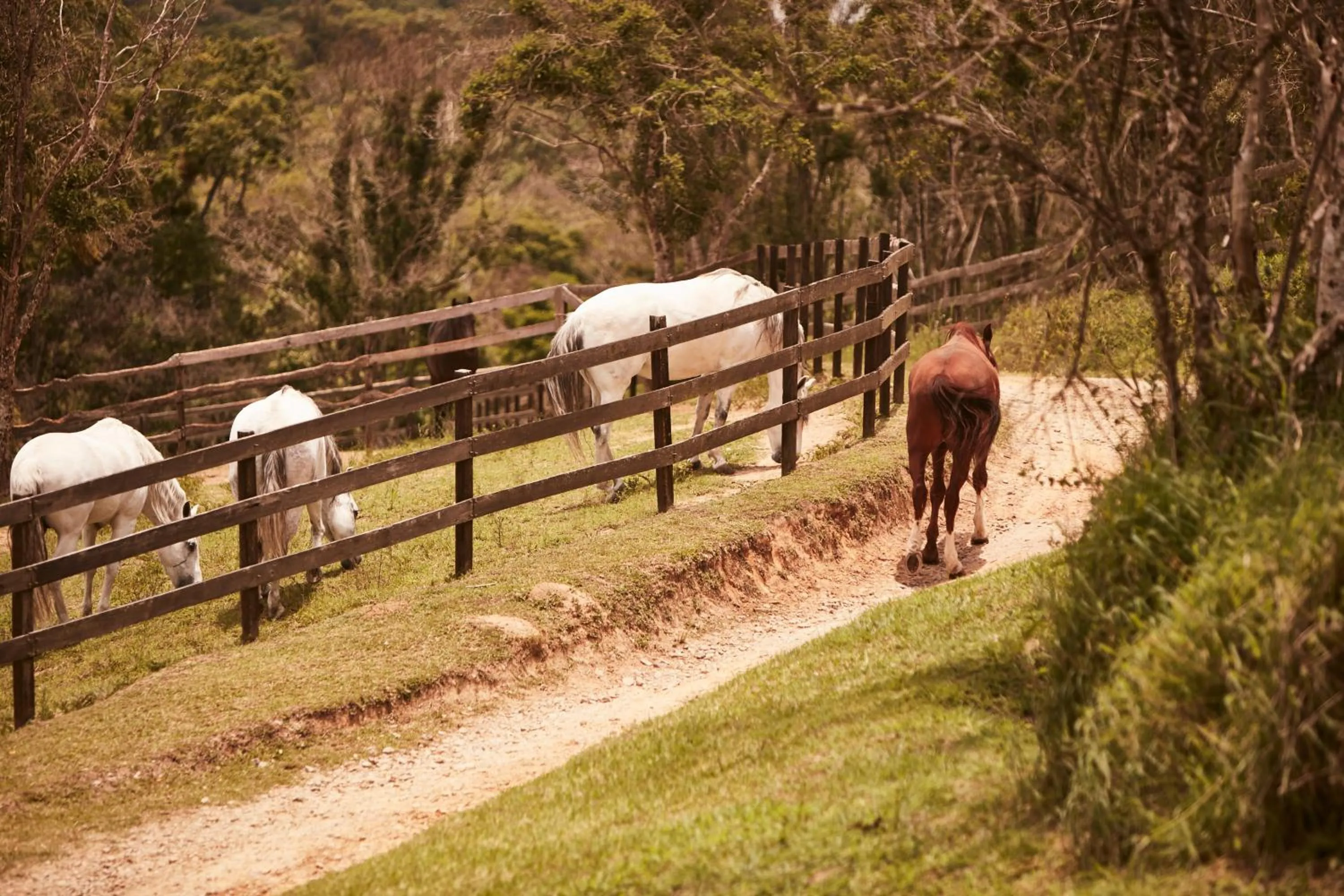 Day in Hotel Fazenda Morros Verdes Ecolodge