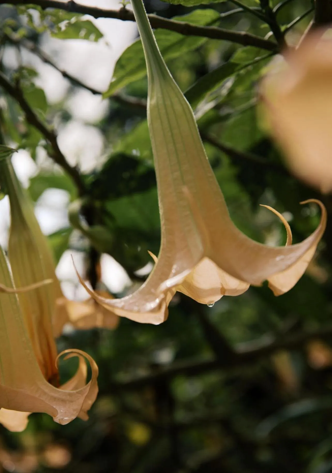 Tulia Retreat Hotel and Spa