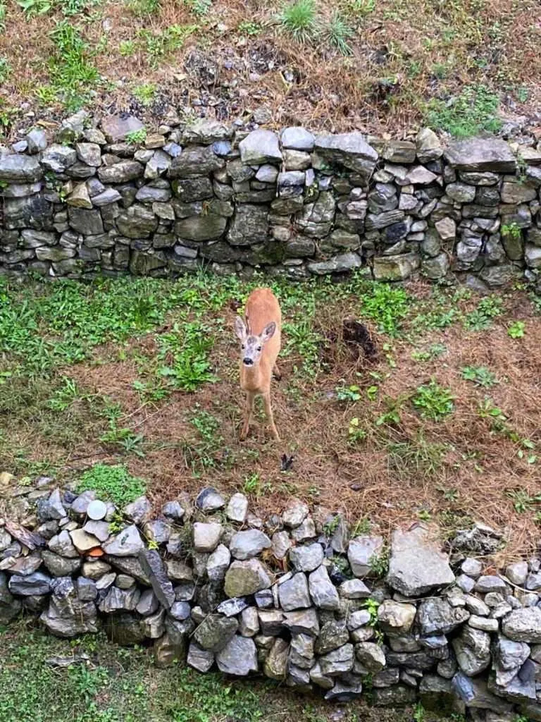 View (from property/room) in B&B La Corte del Segrino