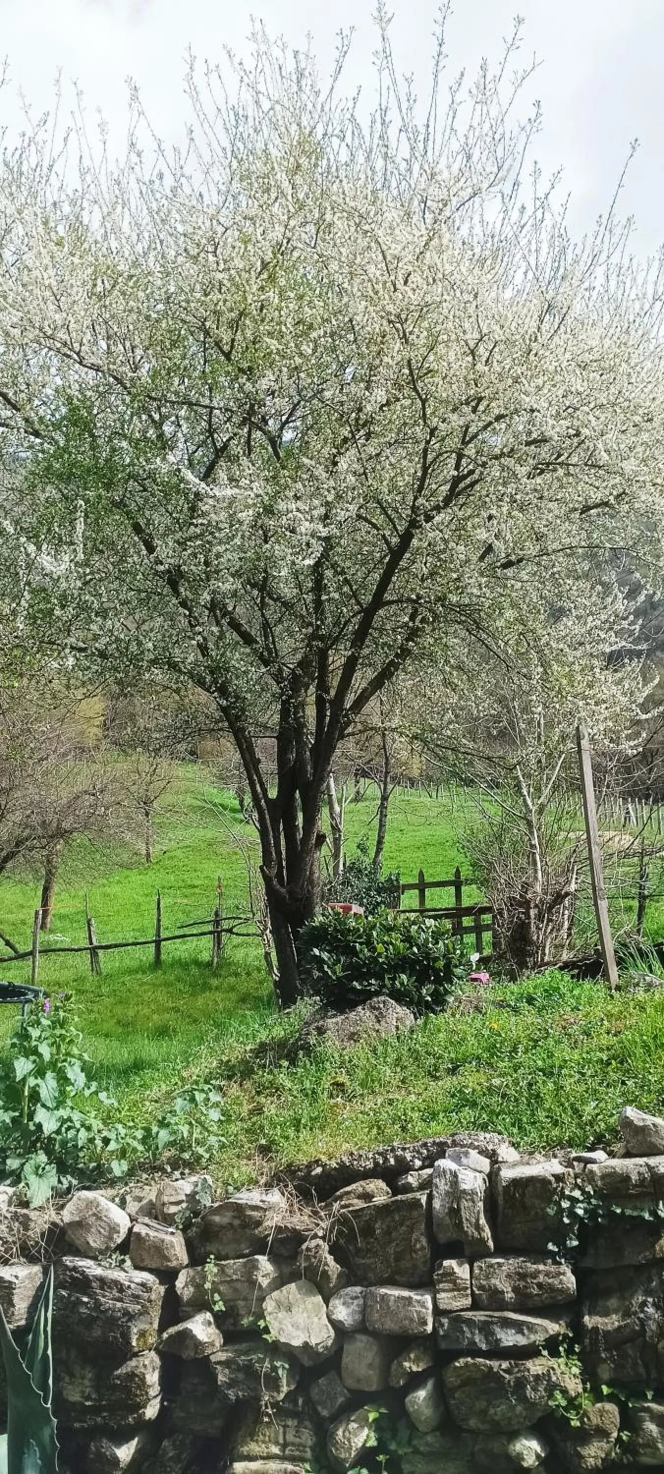 Spring in B&B La Corte del Segrino