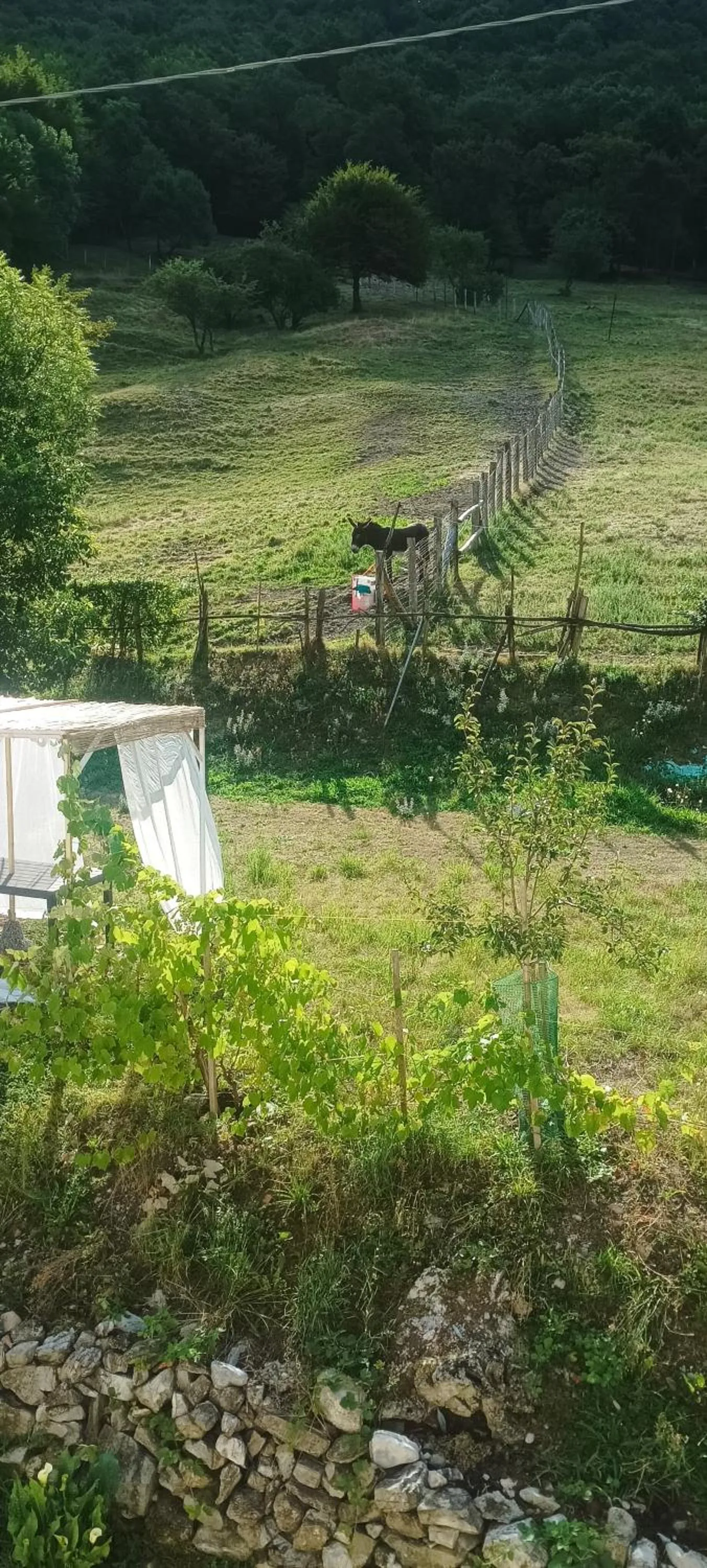 Garden in B&B La Corte del Segrino