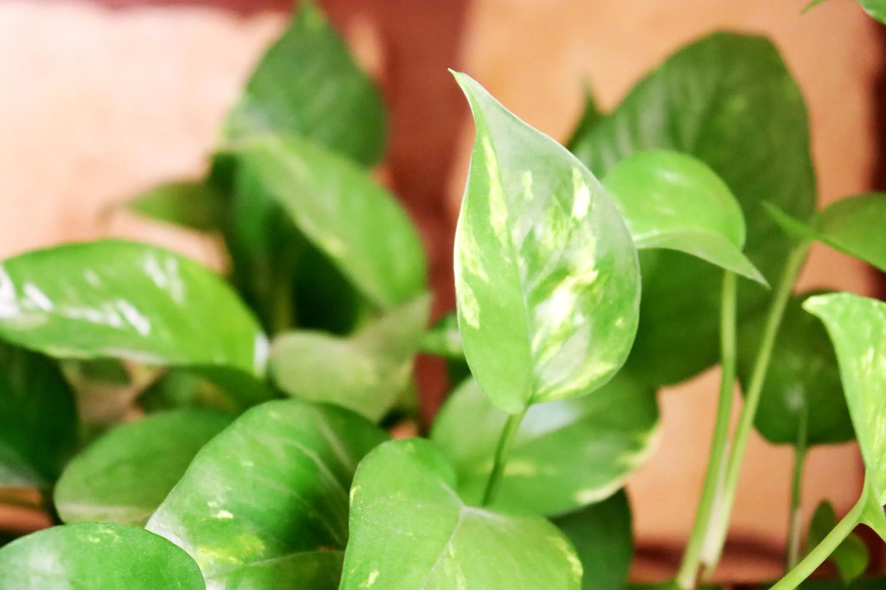 Property building in Il-Bàrraġ Farmhouse B&B - Gozo Traditional Hospitality