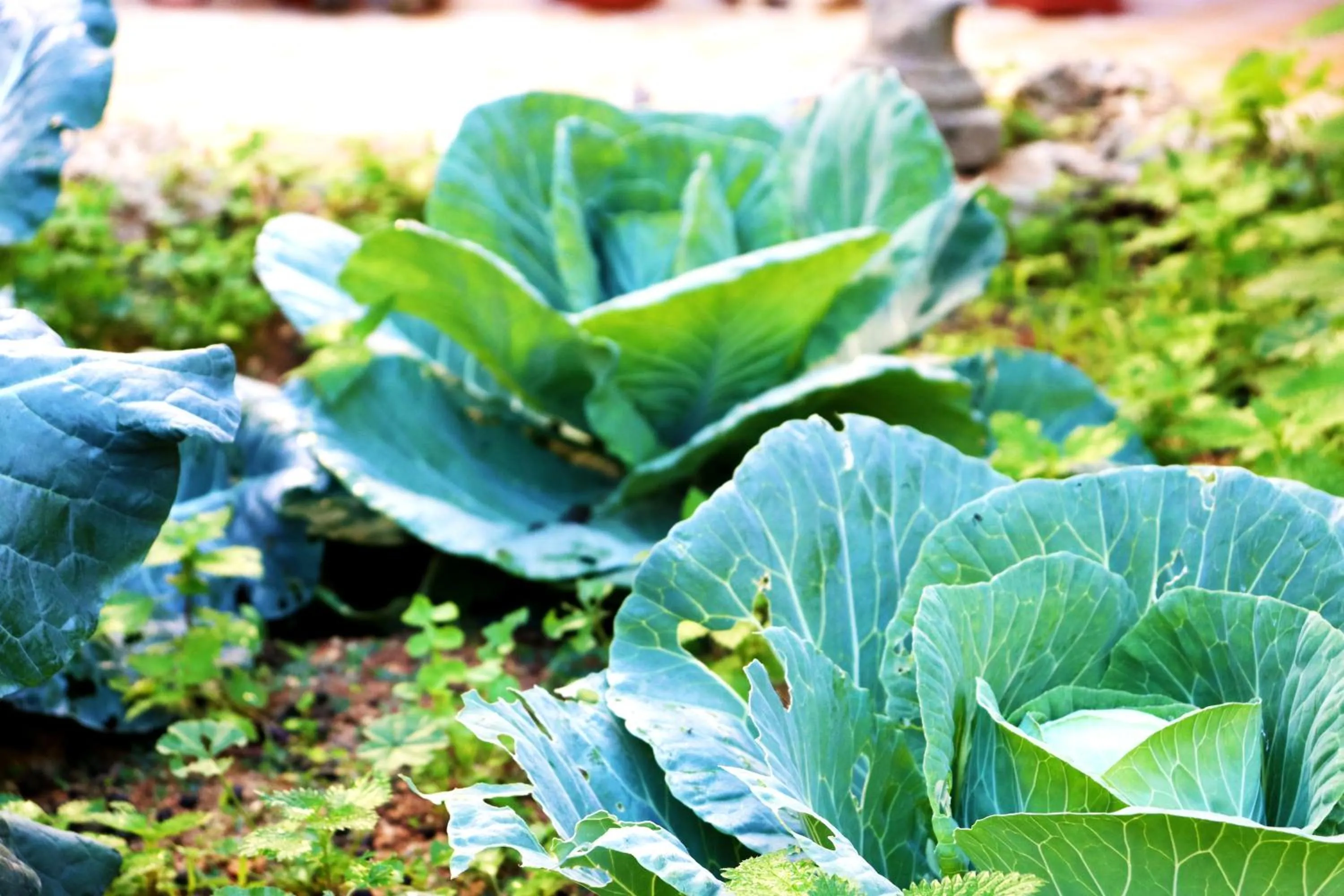 Property building in Il-Bàrraġ Farmhouse B&B - Gozo Traditional Hospitality