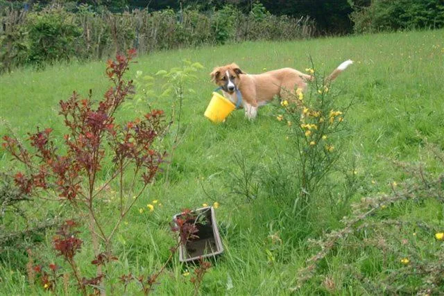 Balcony/Terrace in Hotel Gasthof Zur Krone