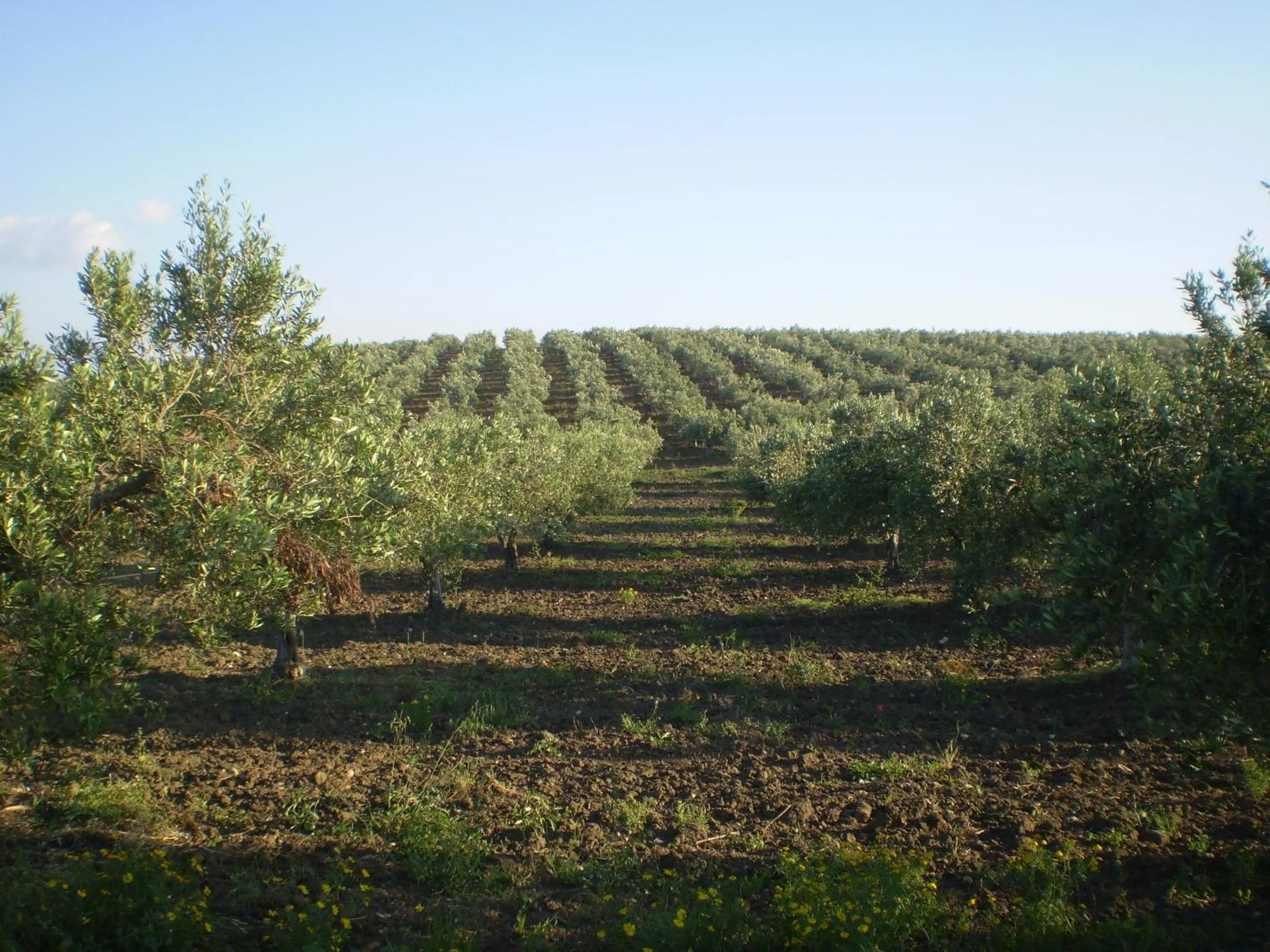 Area and facilities in Agriturismo sanacore di sanacore salvatore