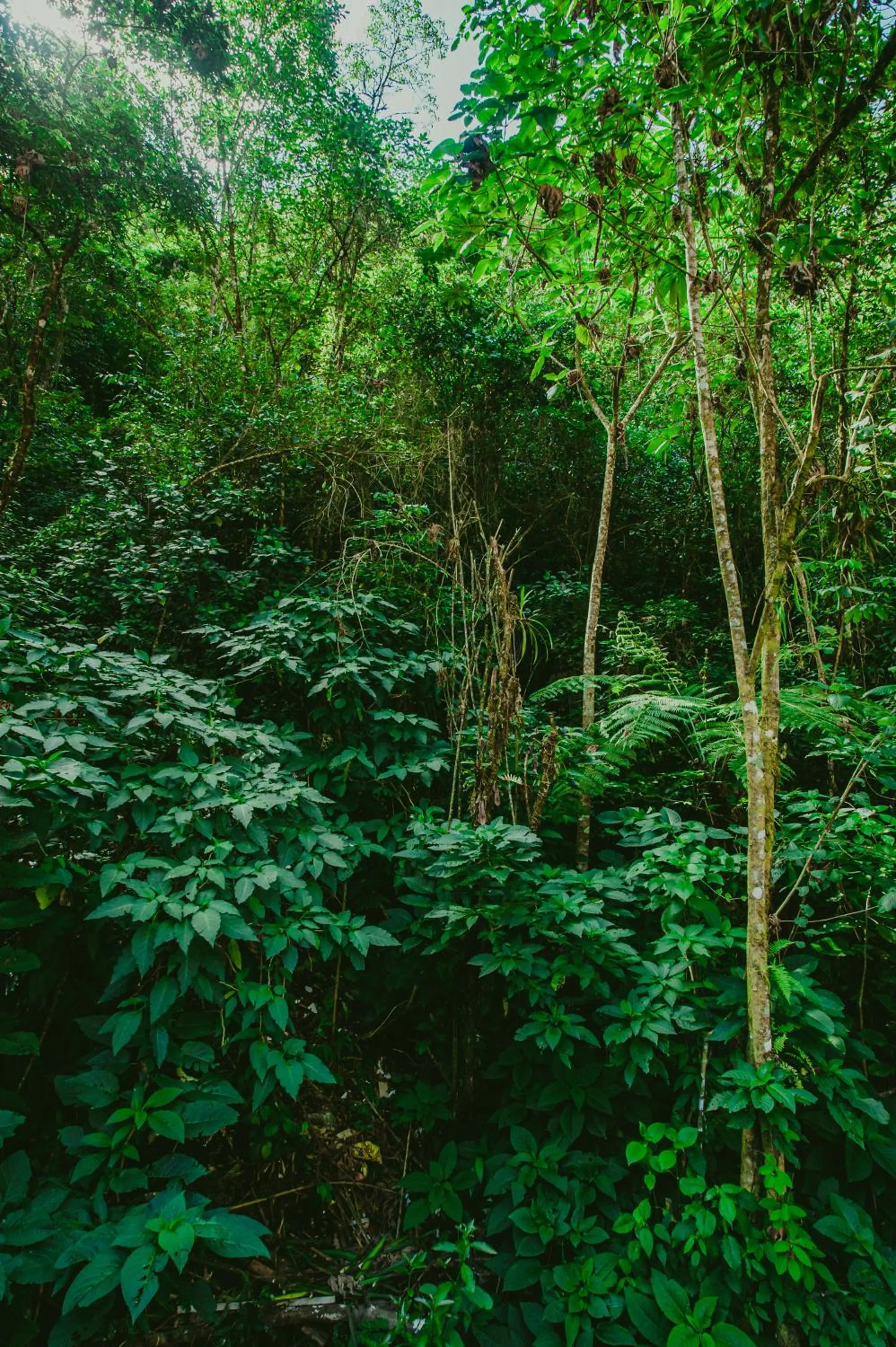 Natural landscape in Rupa Rupa High Jungle Eco B&B