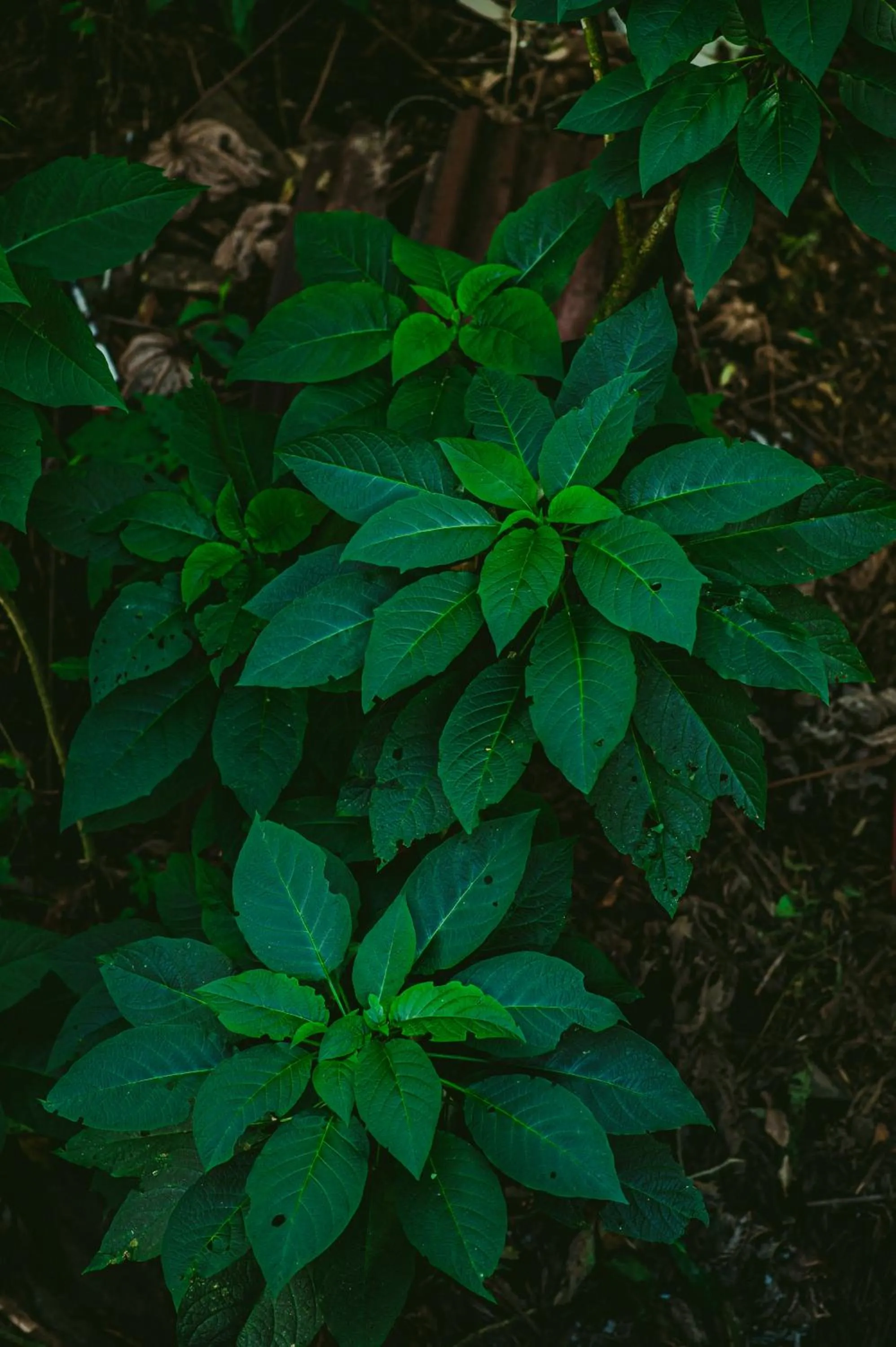 Garden in Rupa Rupa High Jungle Eco B&B