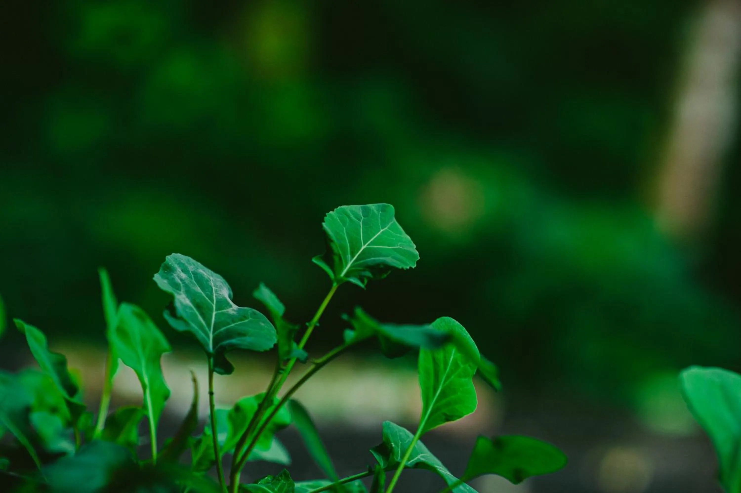 Garden in Rupa Rupa High Jungle Eco B&B