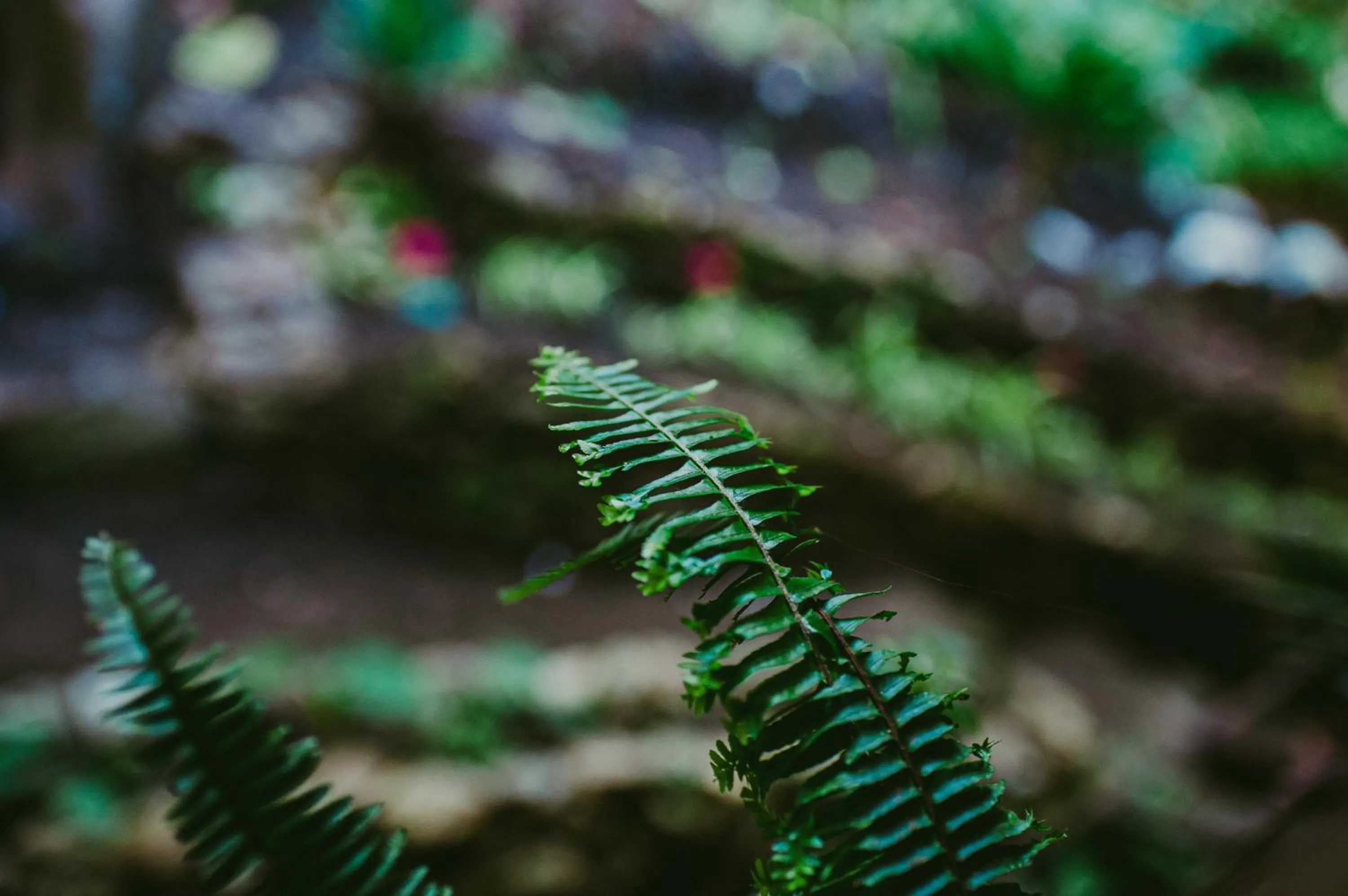 Garden in Rupa Rupa High Jungle Eco B&B