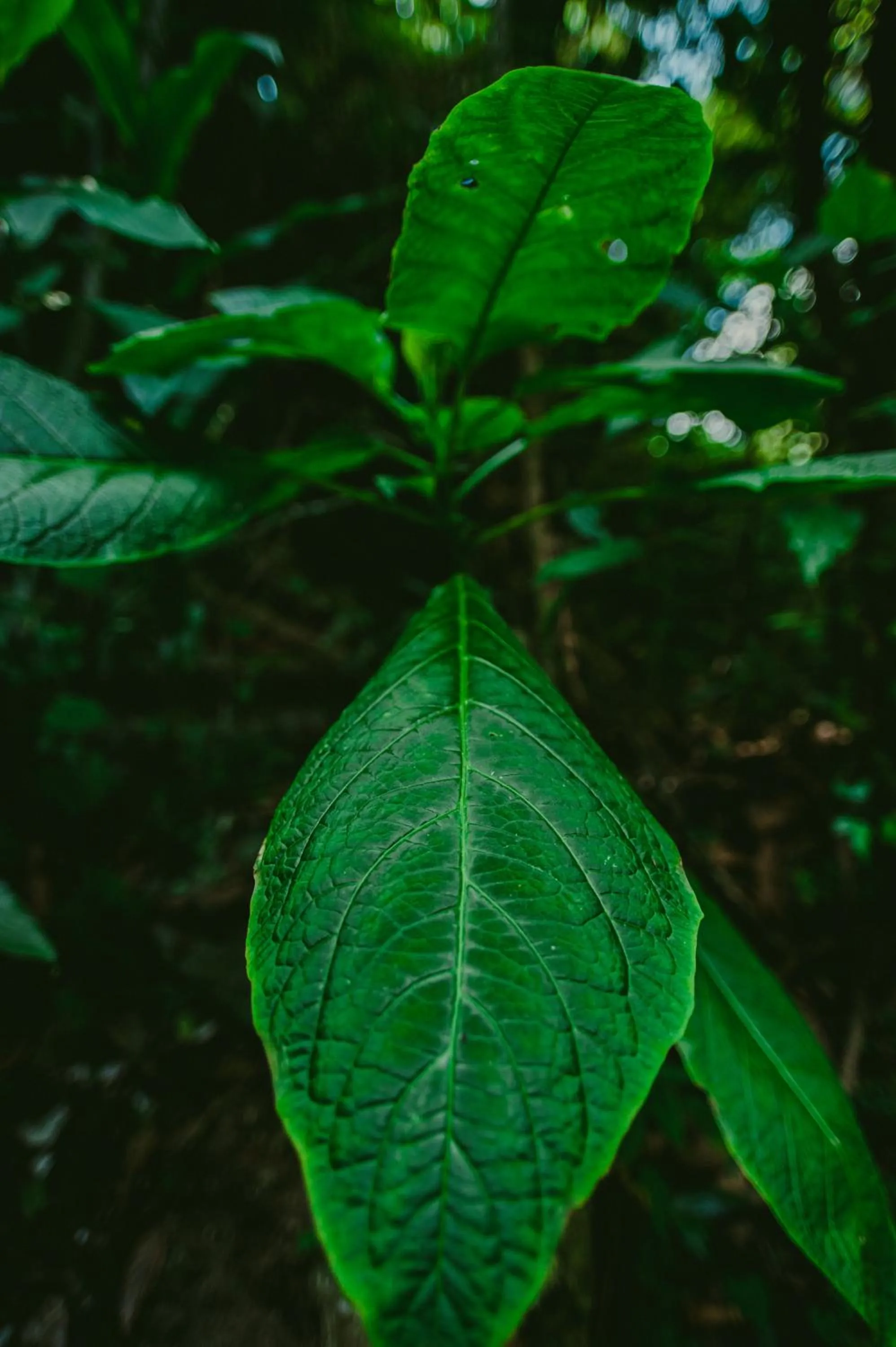 Natural landscape in Rupa Rupa High Jungle Eco B&B
