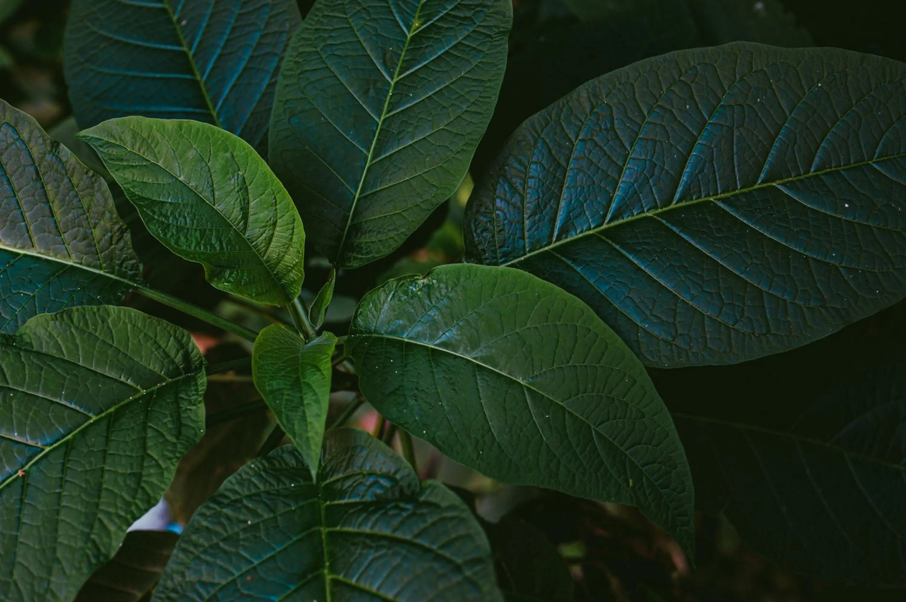 Garden in Rupa Rupa High Jungle Eco B&B