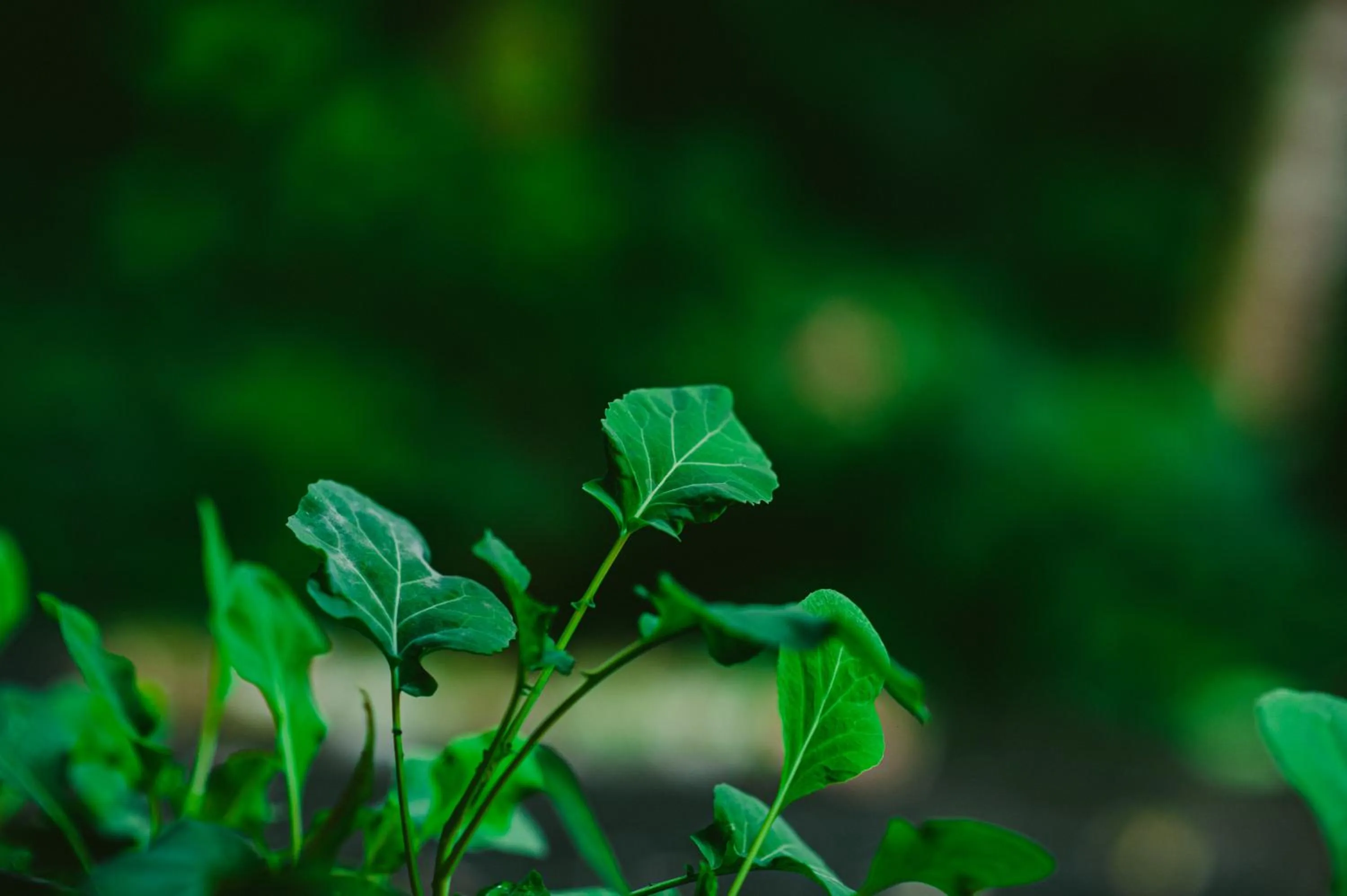 Garden in Rupa Rupa High Jungle Eco B&B