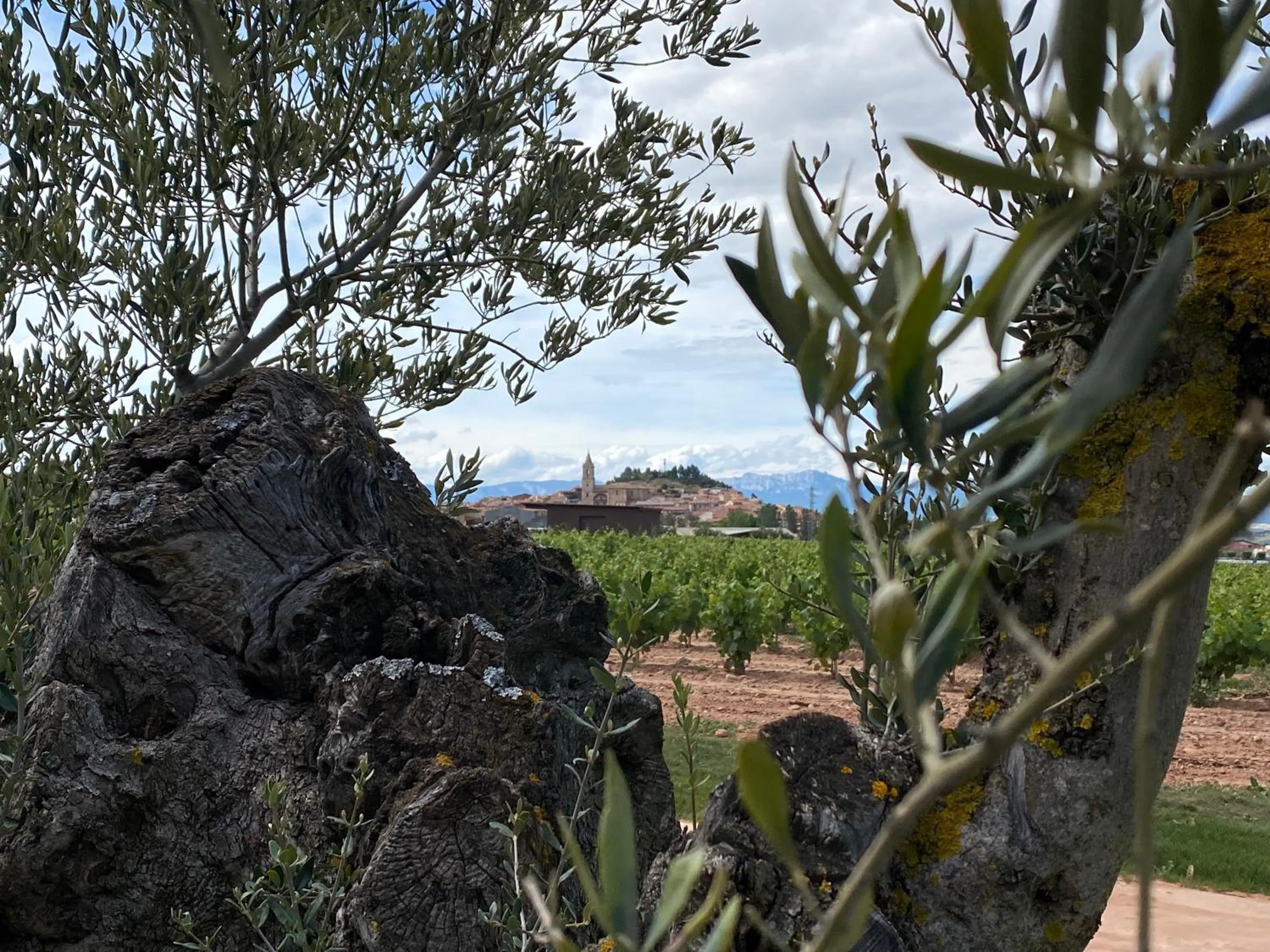 Garden in Hotel Bodega FyA - GRUPO PIÉROLA