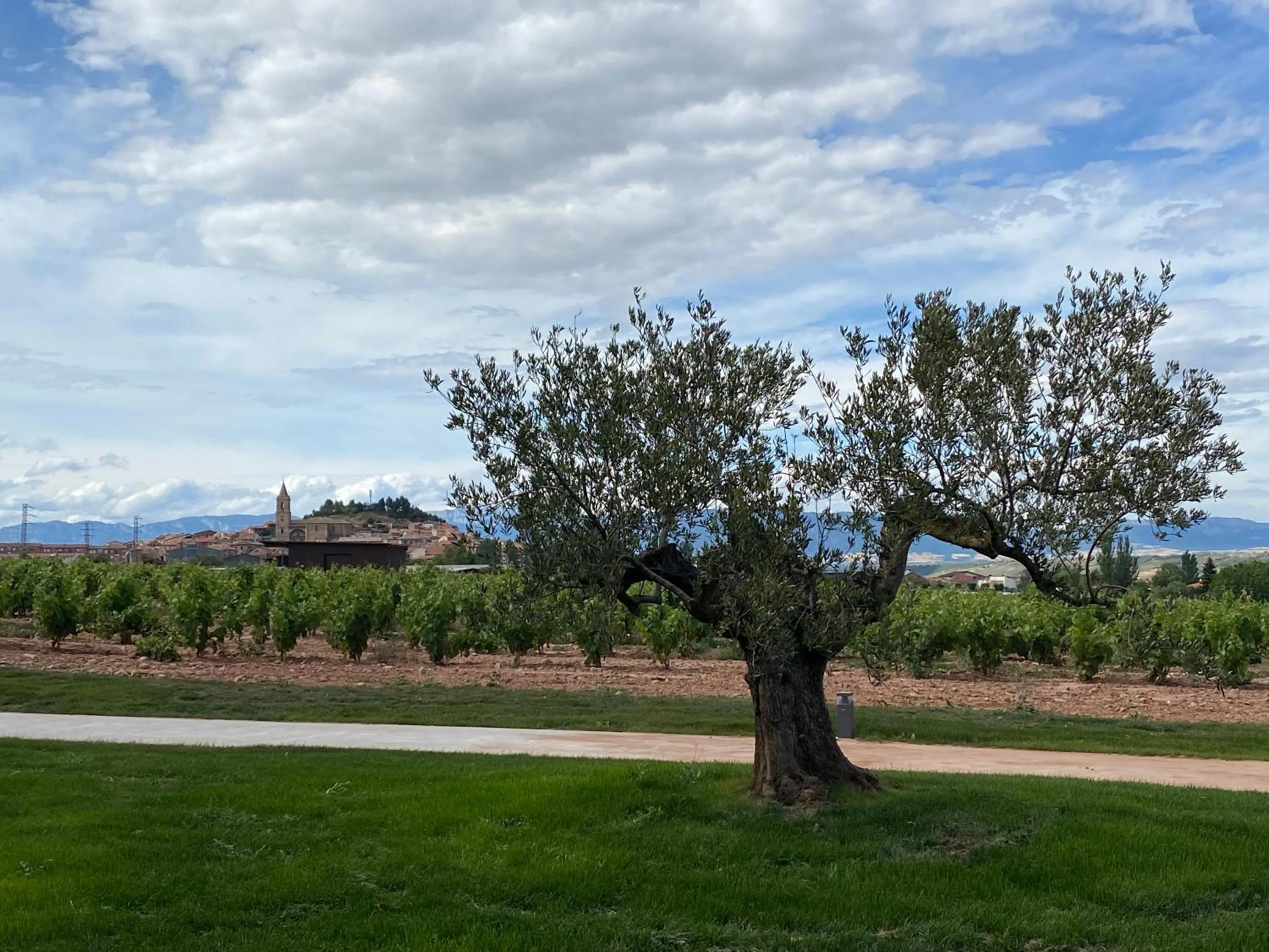Garden in Hotel Bodega FyA - GRUPO PIÉROLA