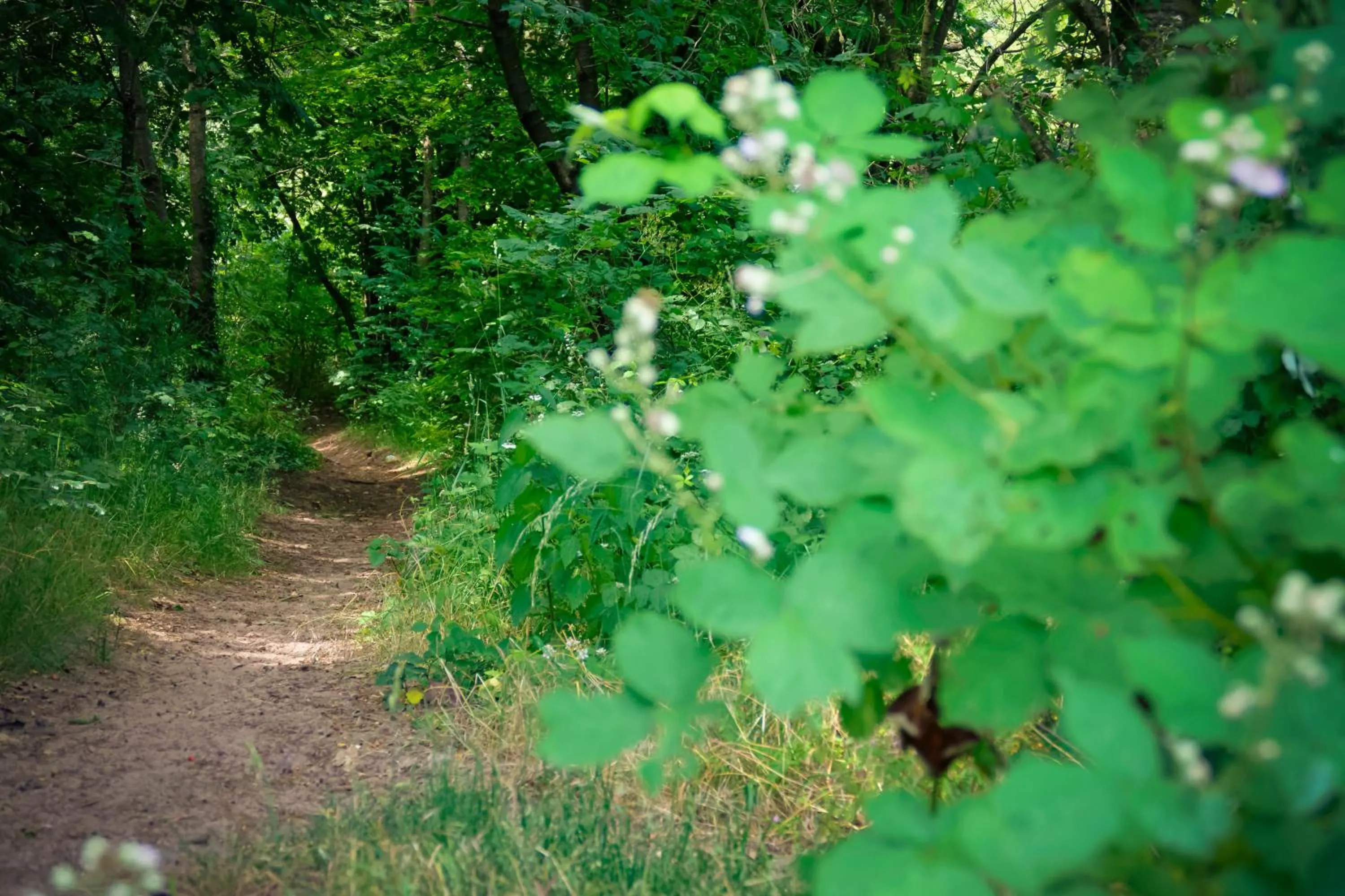 Hiking in Hotel Odenwaldblick