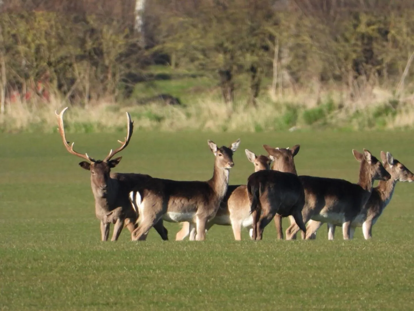 Natural landscape in Hollicarrs - Dragonfly Lodge