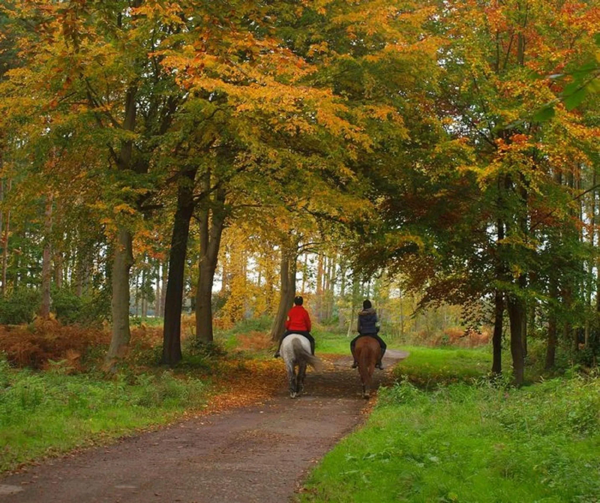 Garden in Hollicarrs - Dragonfly Lodge