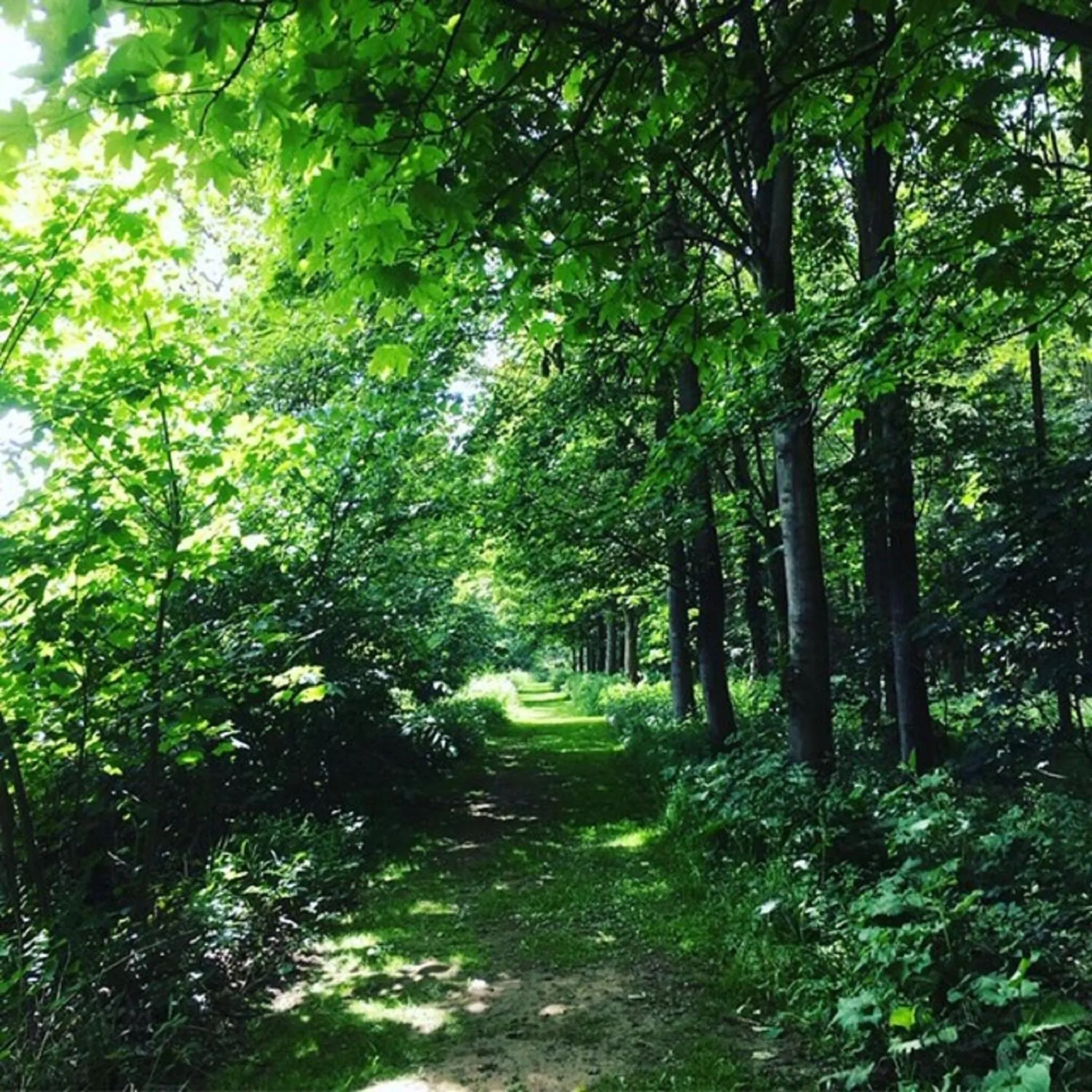 Garden in Hollicarrs - Dragonfly Lodge