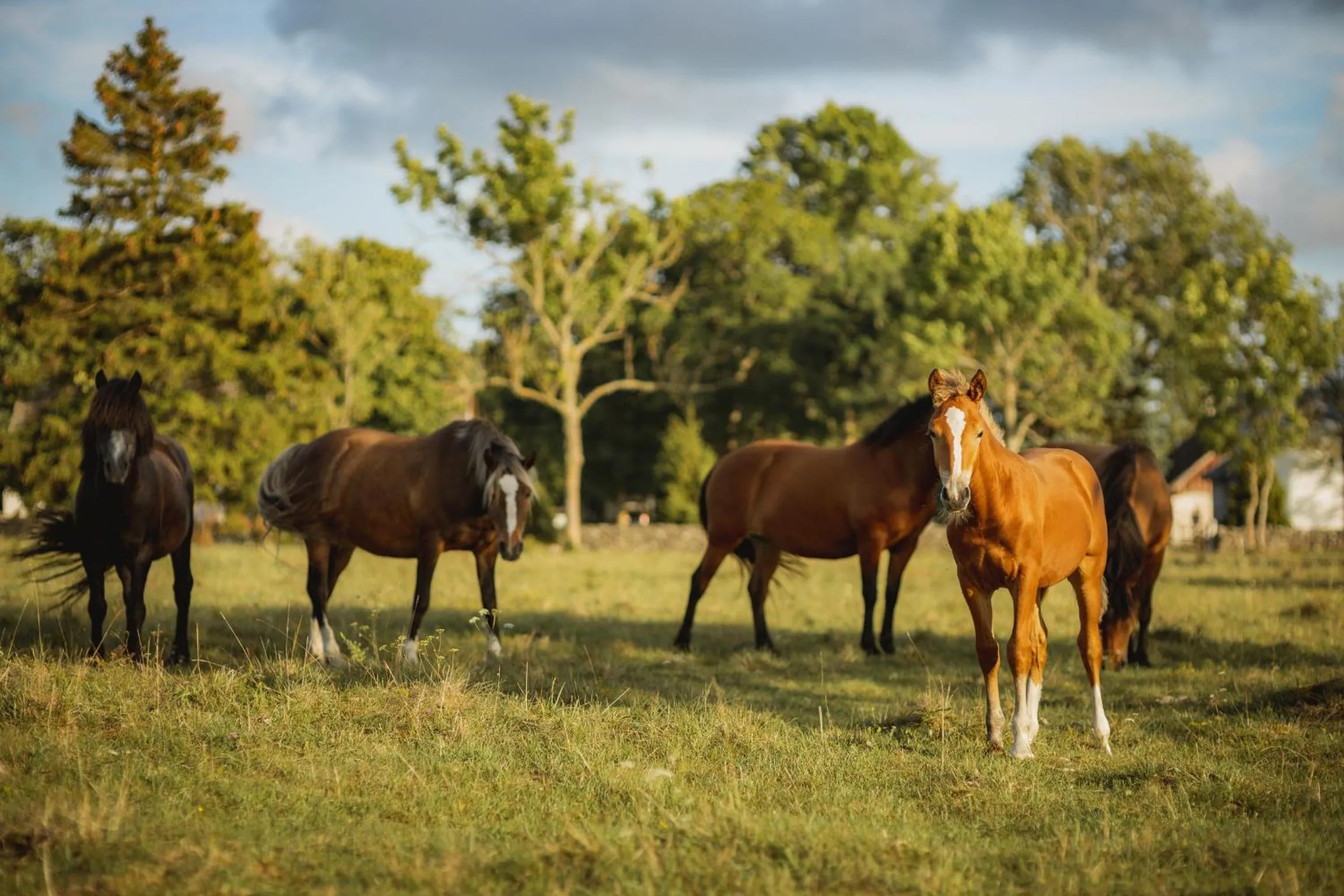 Horse-riding in Pilguse Residency