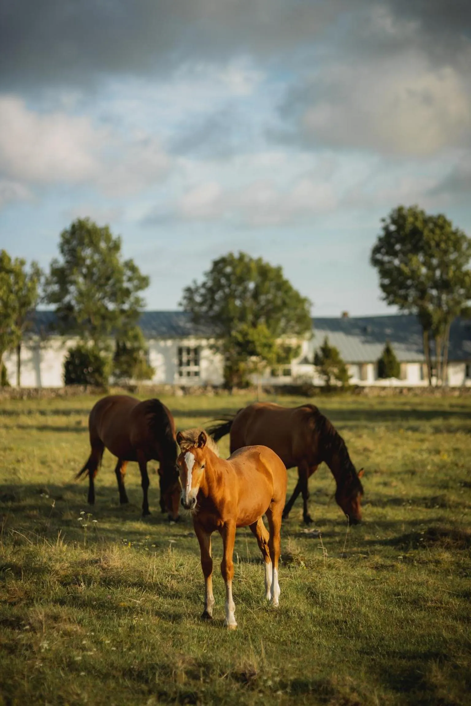 Horse-riding in Pilguse Residency