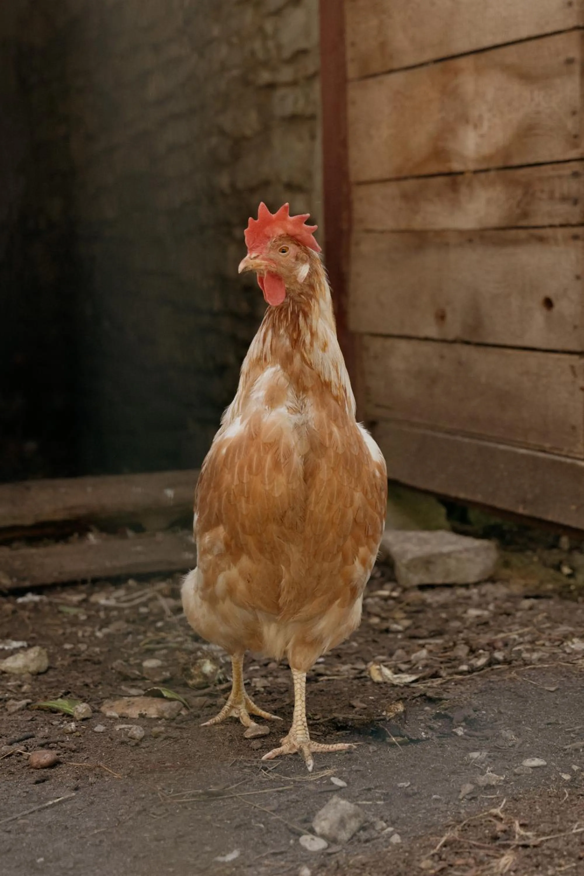 Garden in Pilguse Residency