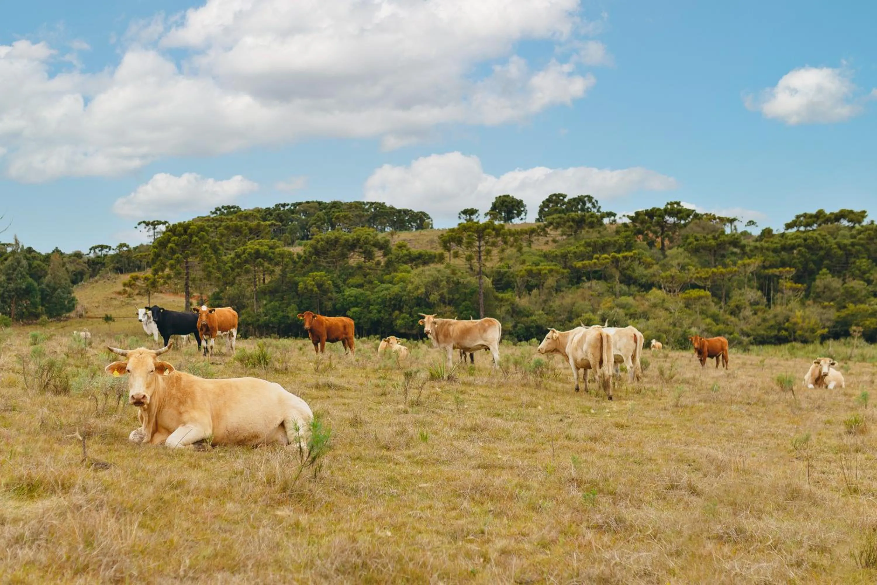 Day in Cerro Azul Hotel Fazenda