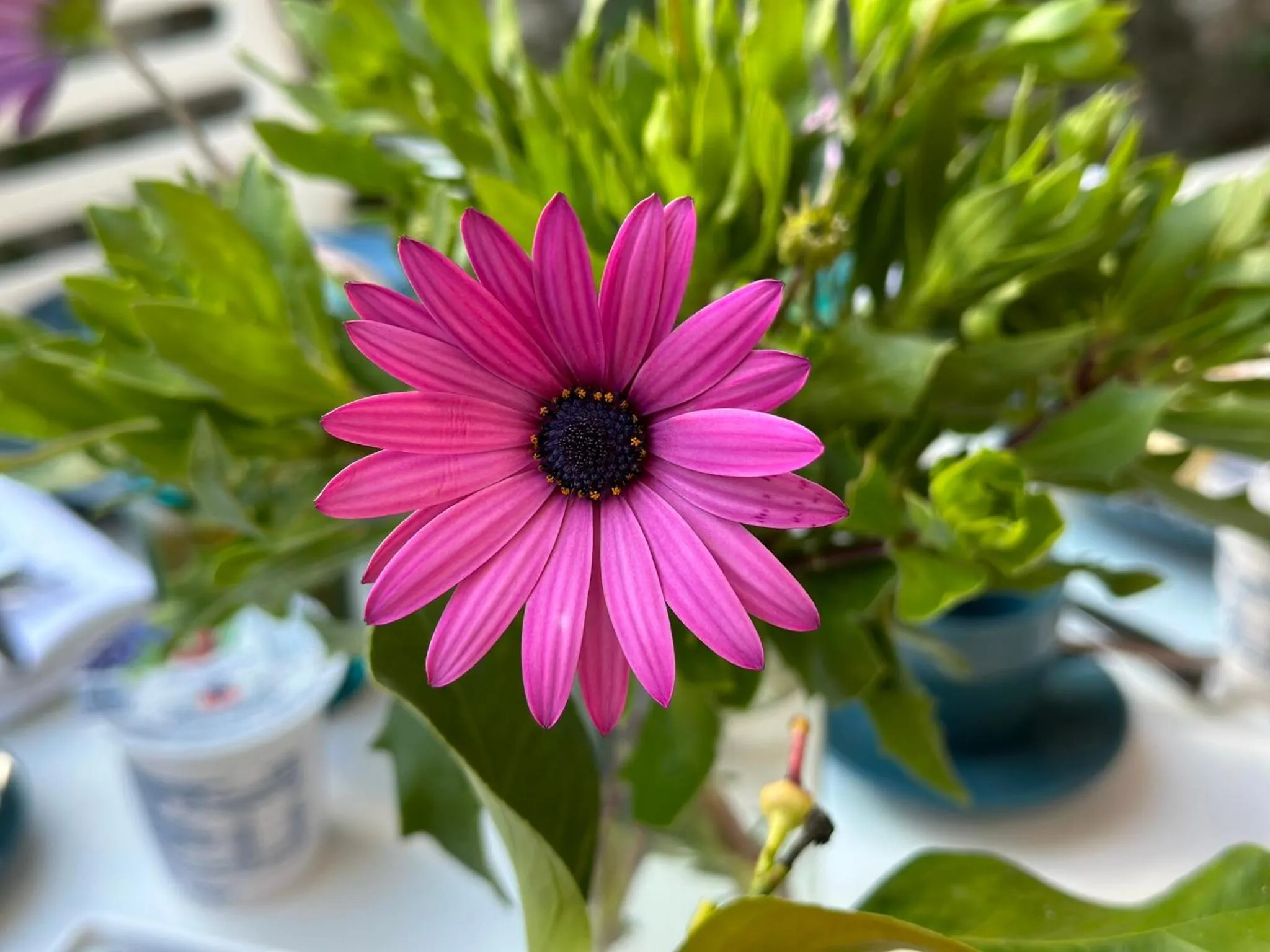 Patio in Tenuta Miranda Agriresort
