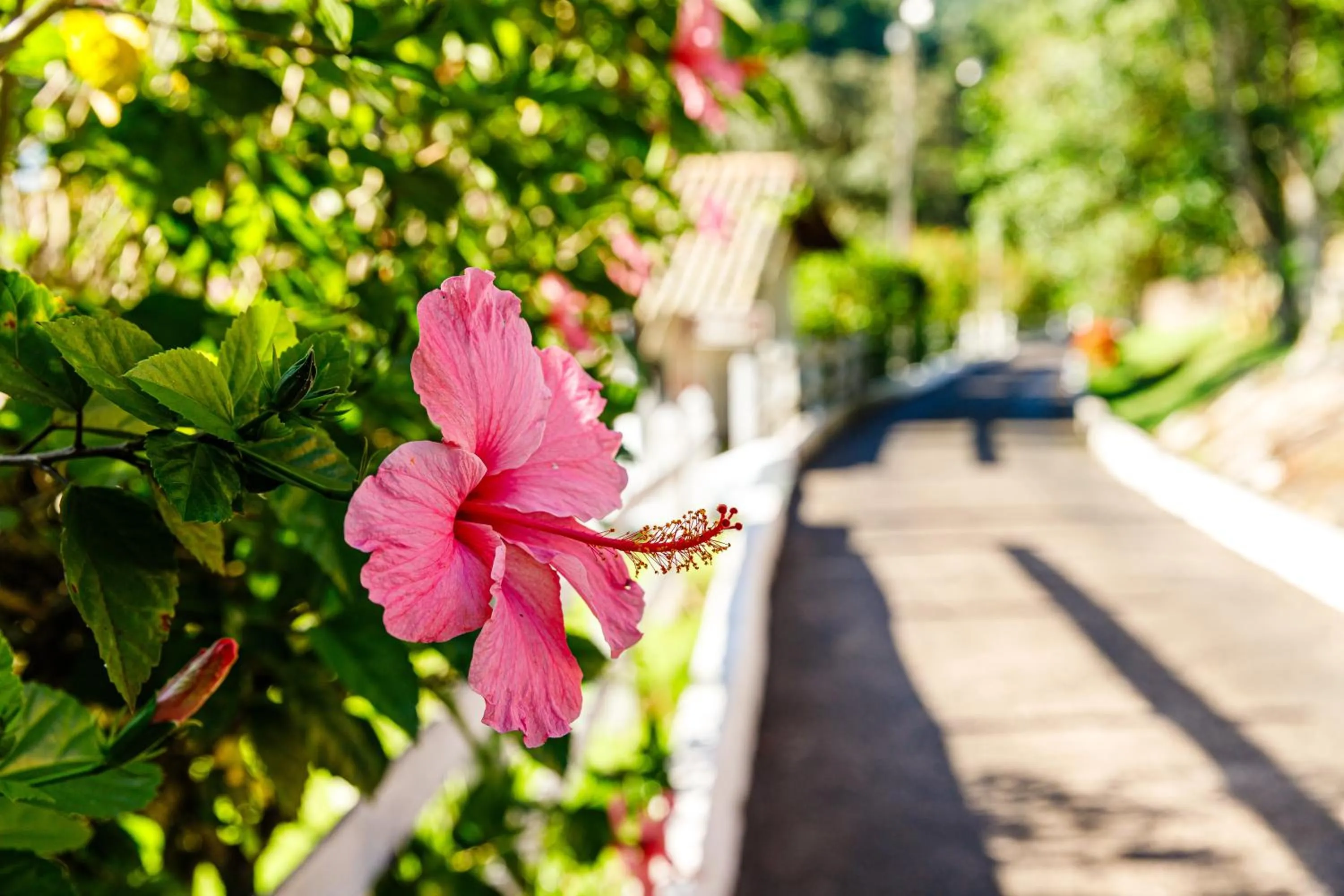 Garden in Hotel Morro De Santo Agostinho