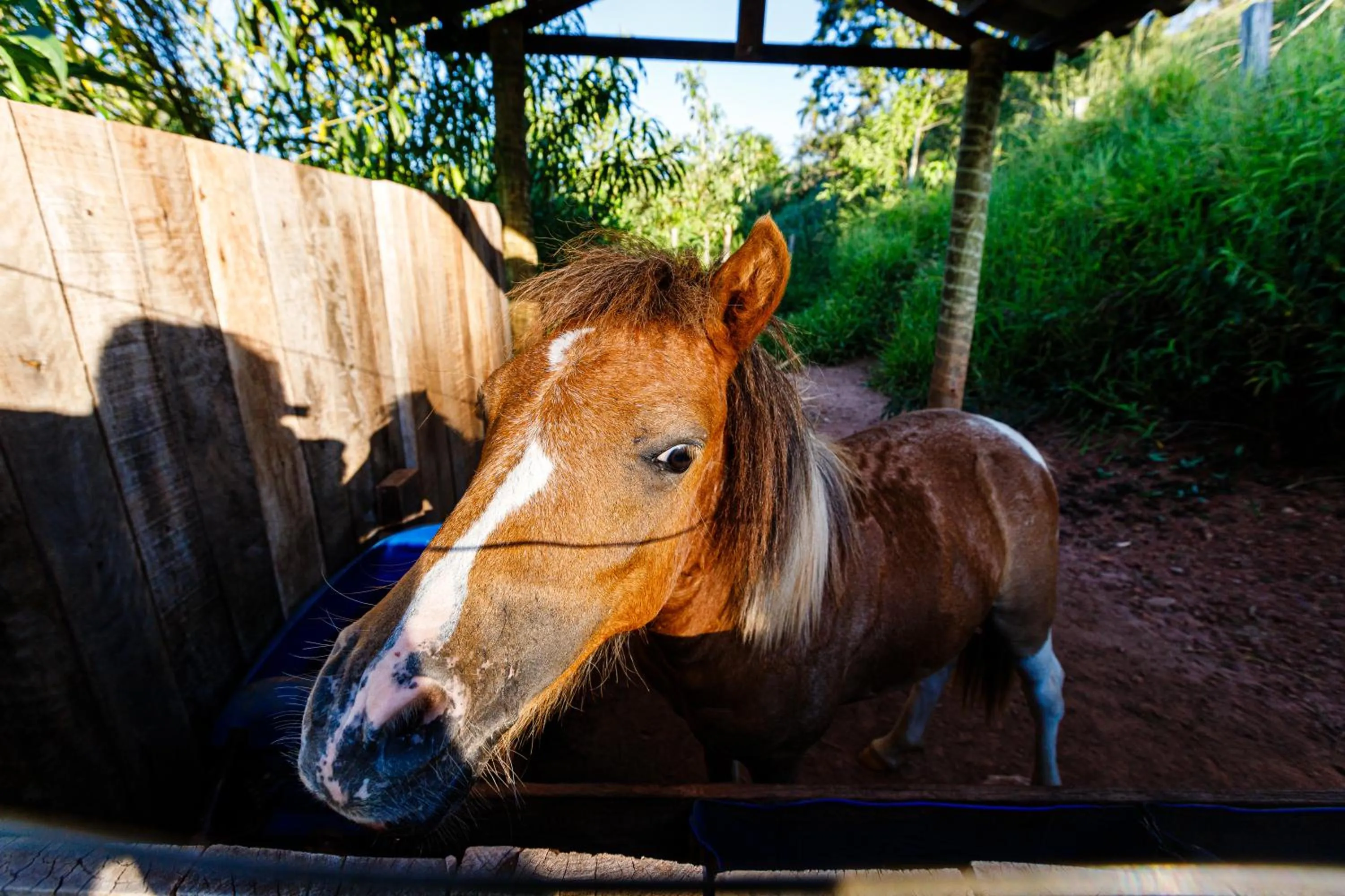 Animals in Hotel Morro De Santo Agostinho