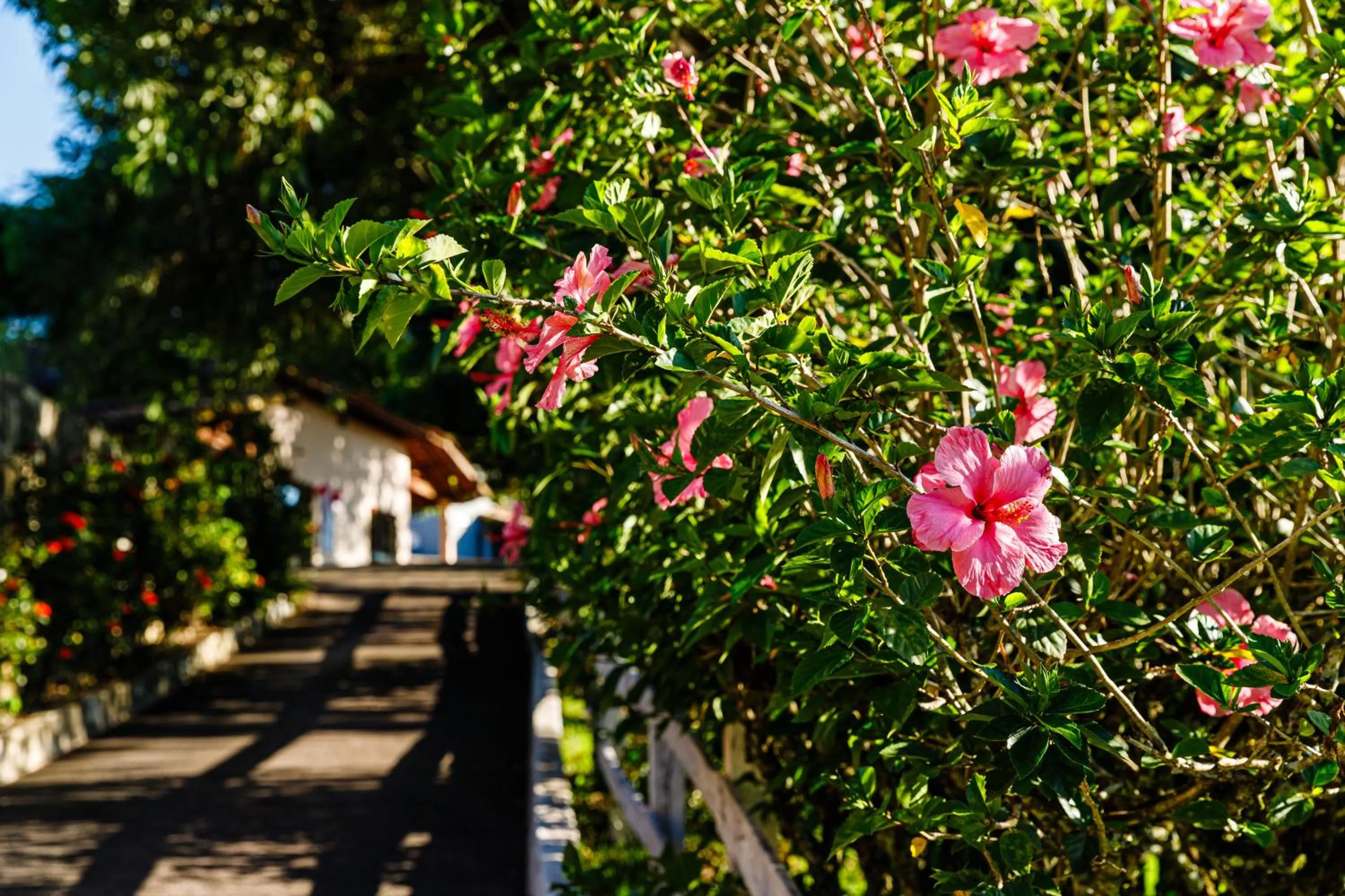 Spring in Hotel Morro De Santo Agostinho
