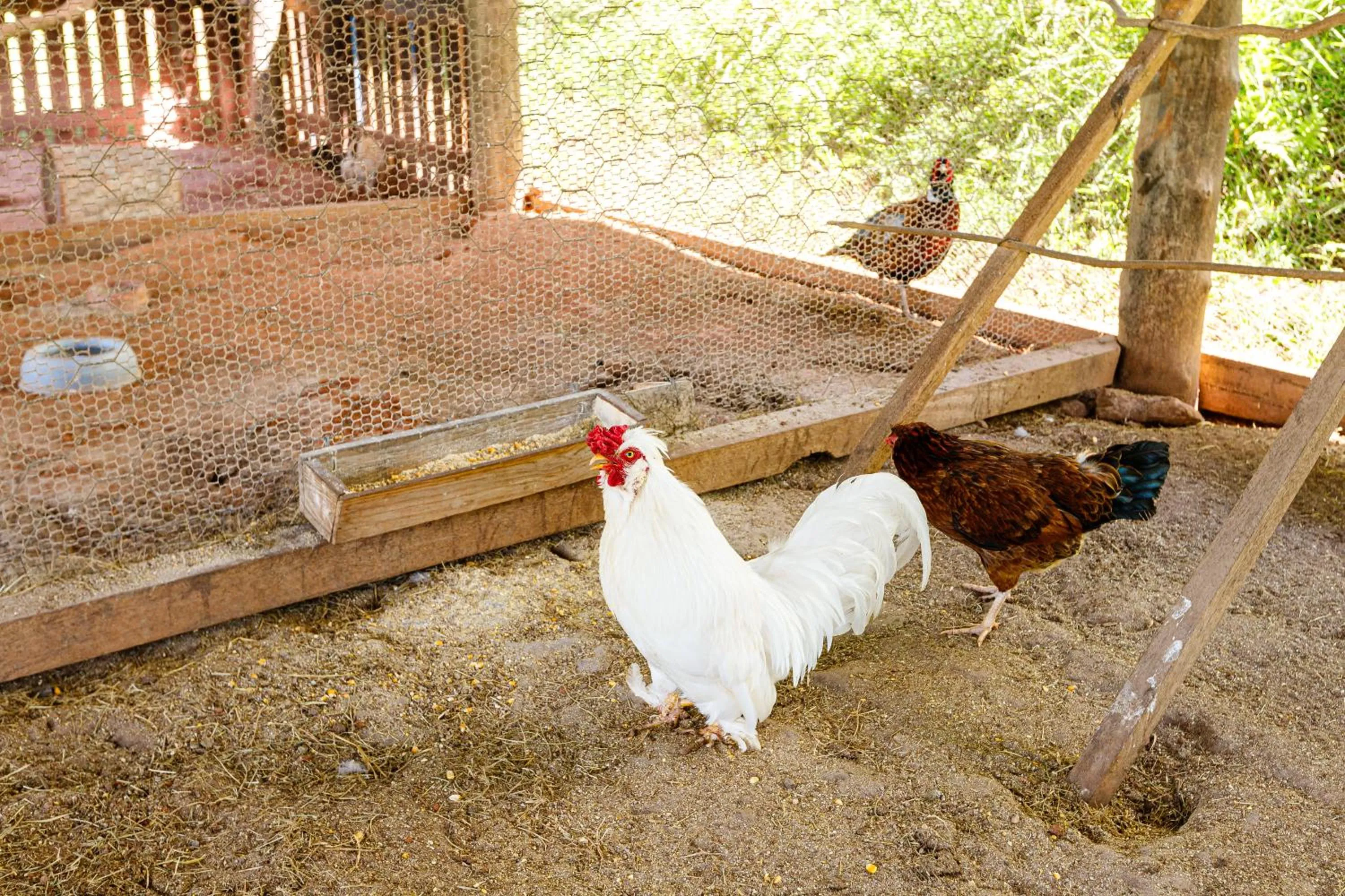 Animals in Hotel Morro De Santo Agostinho