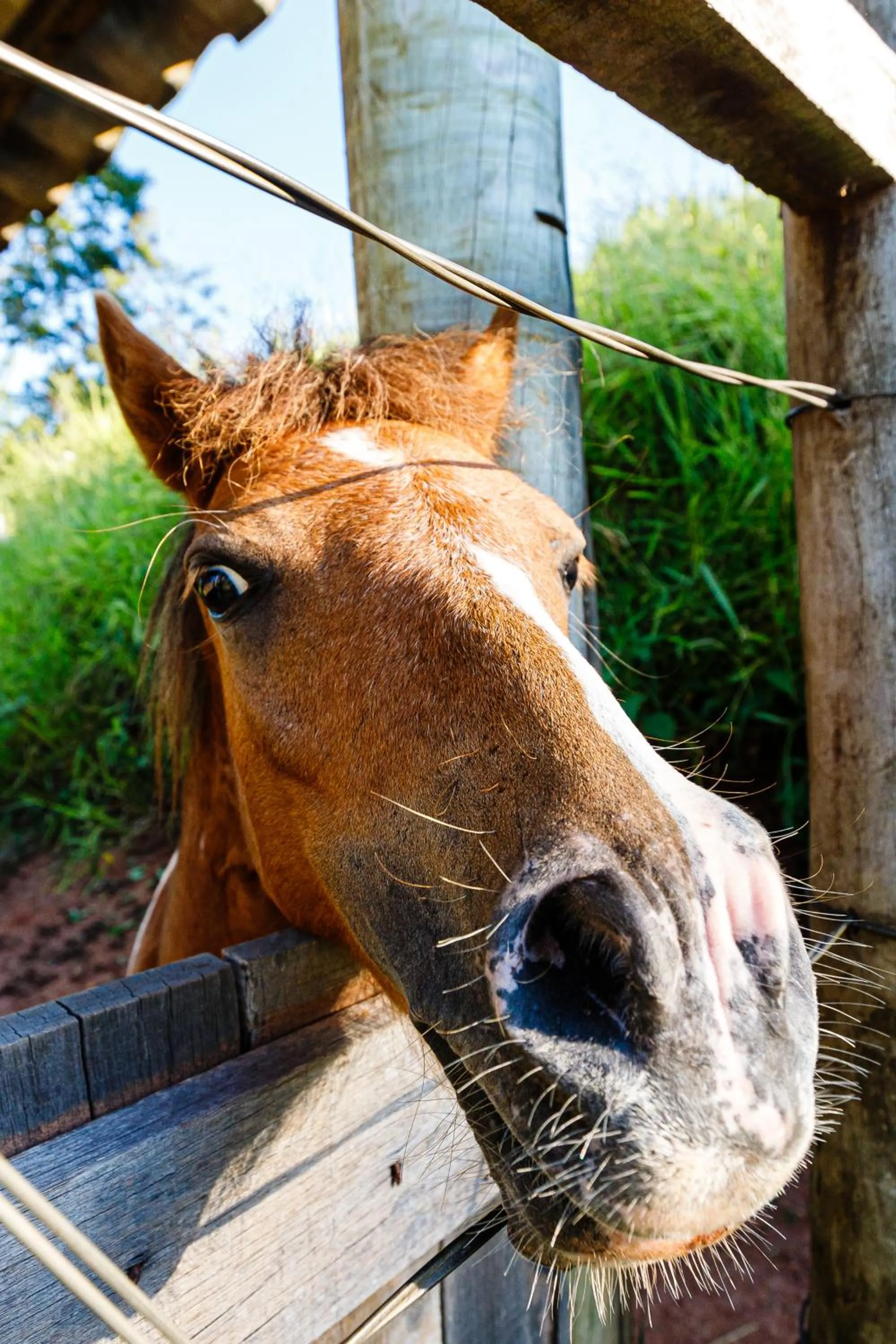 Animals in Hotel Morro De Santo Agostinho