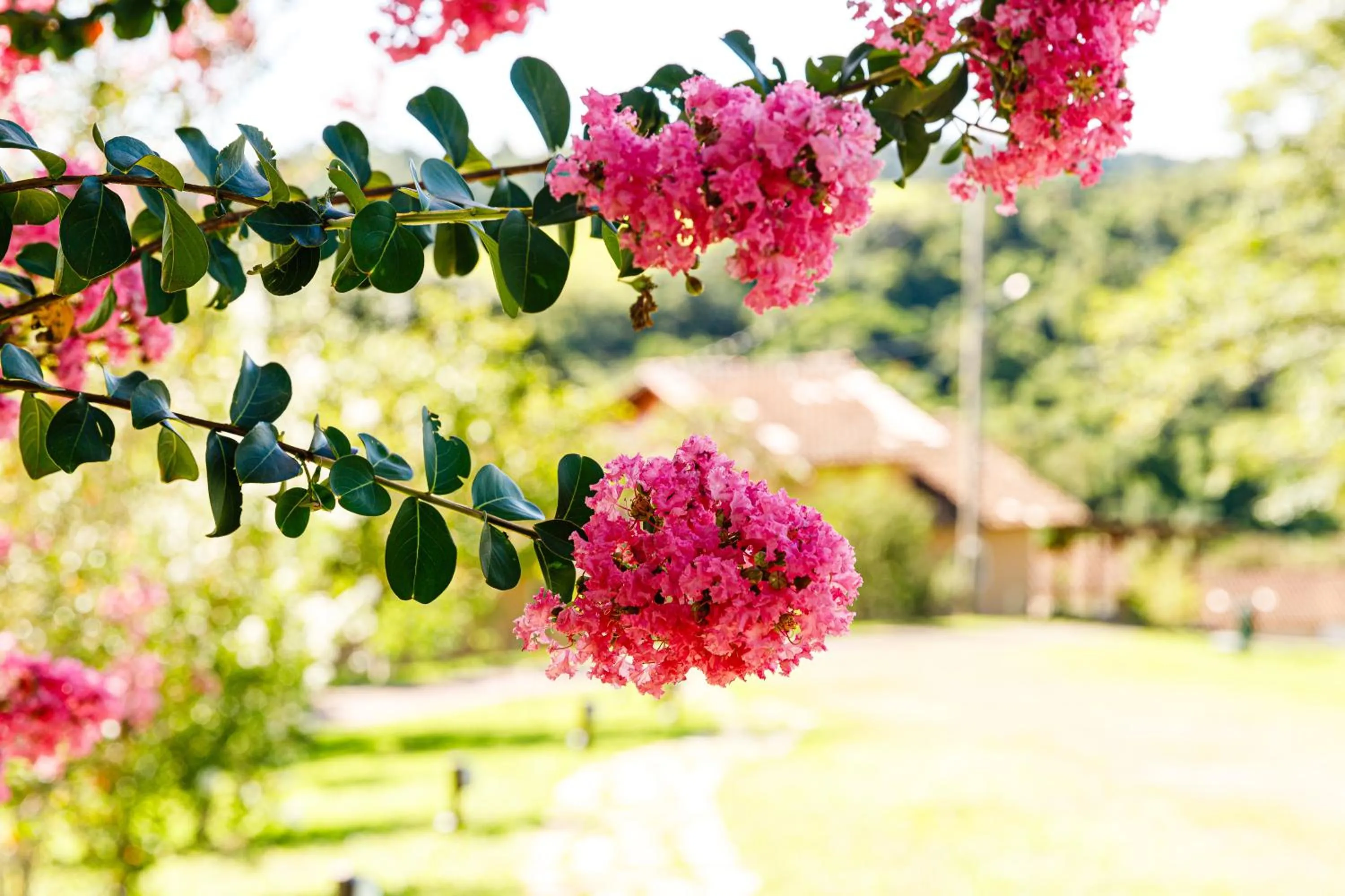 Spring in Hotel Morro De Santo Agostinho