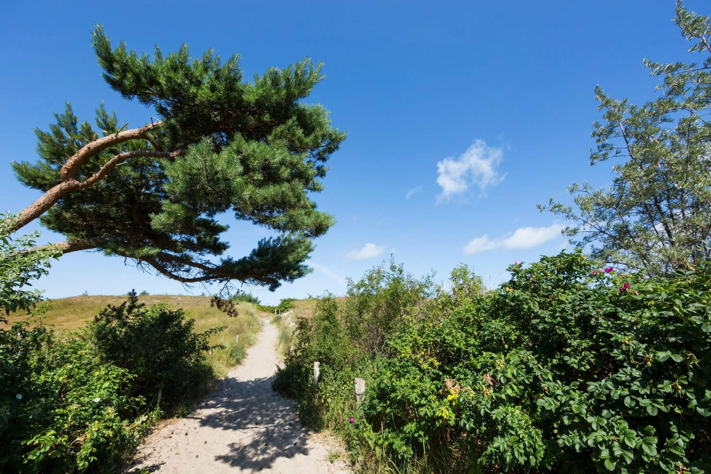 Natural landscape in Ferienwohnungen Dünenmeer