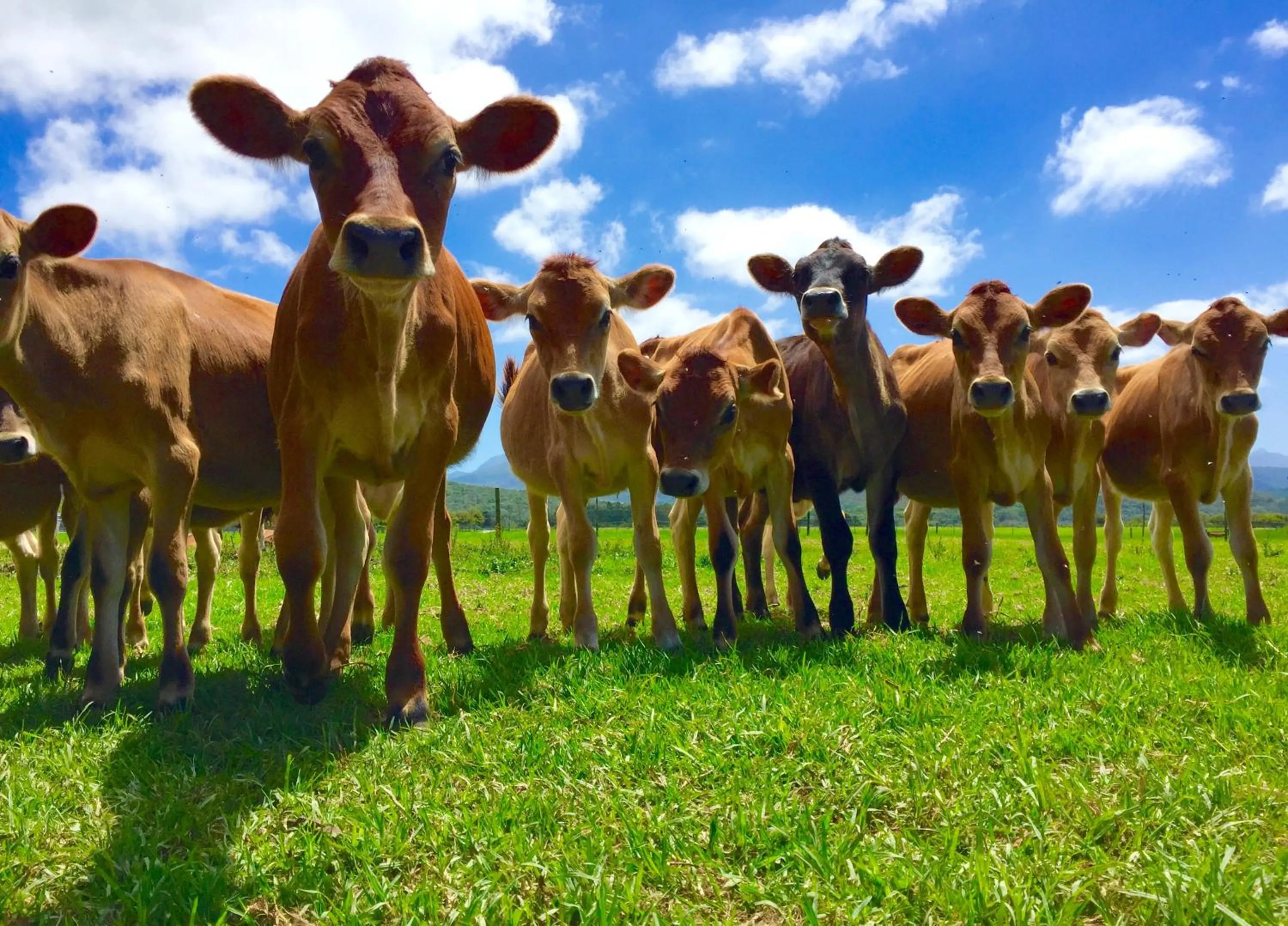 Animals in Libertas Guest Farm