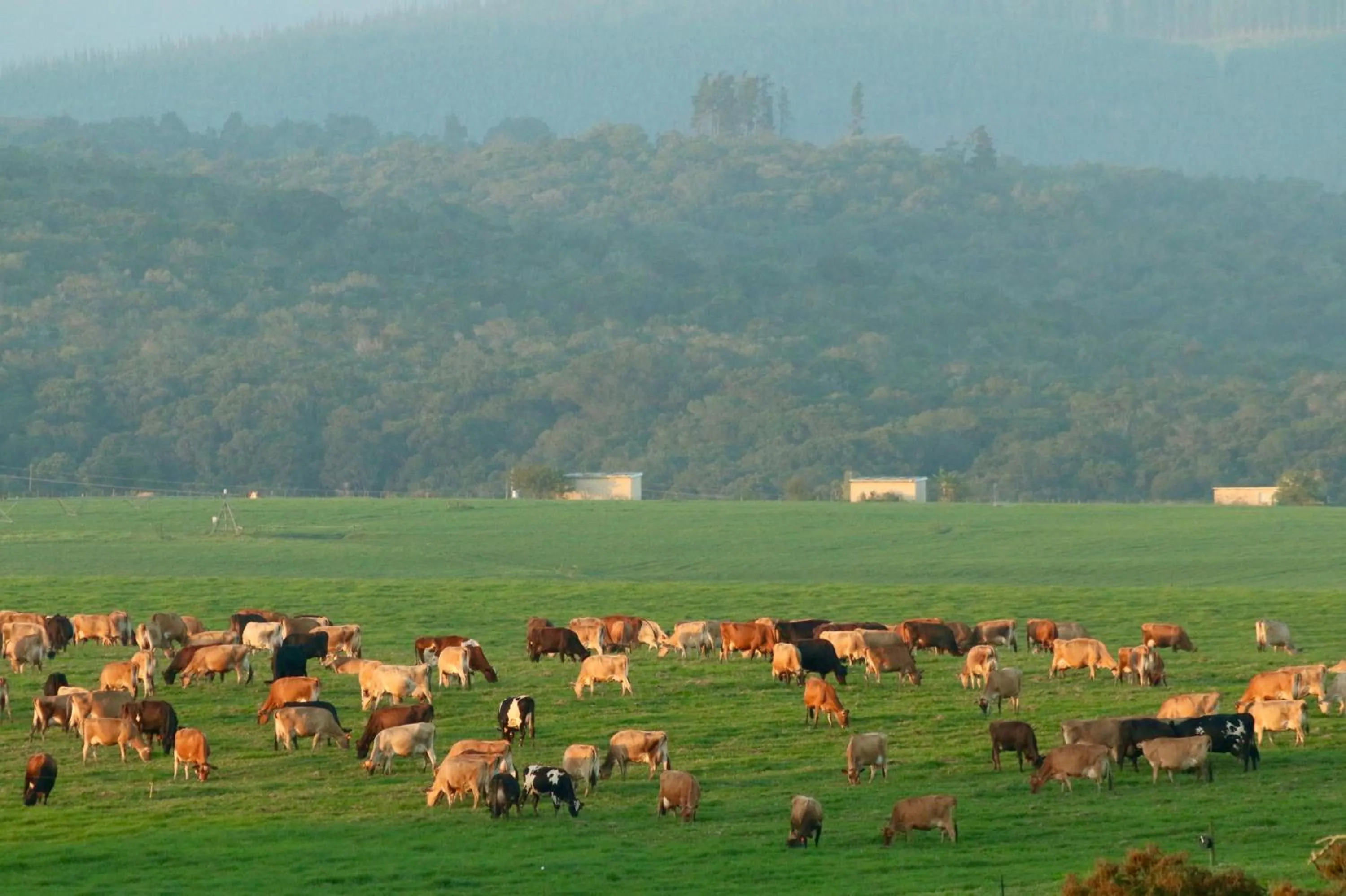Natural landscape in Libertas Guest Farm