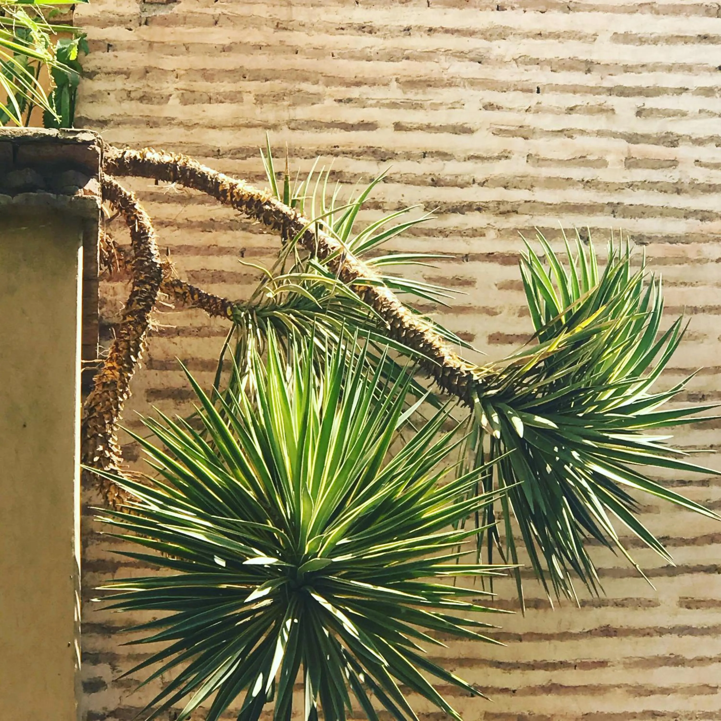 Garden in DAR CHIBANIA