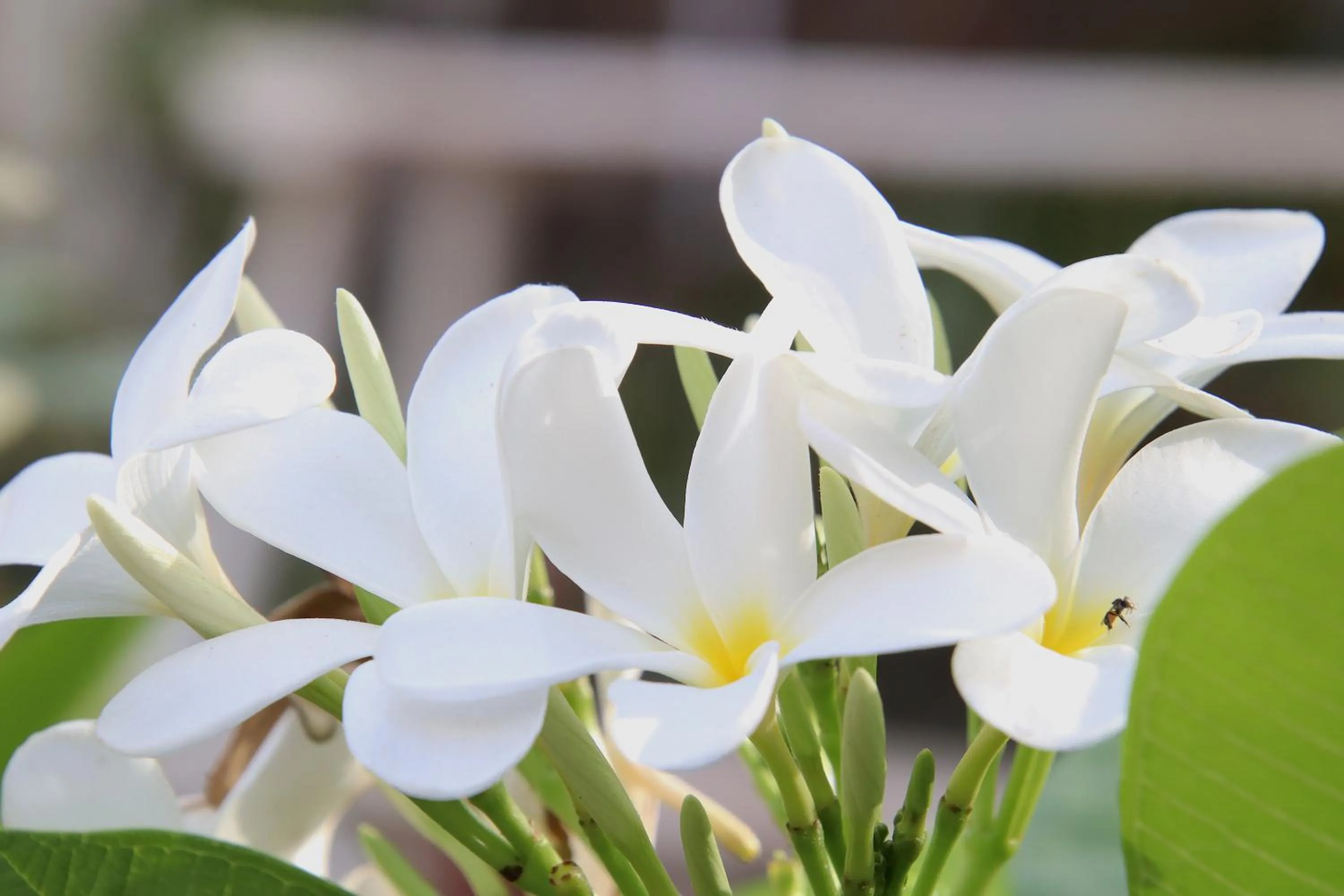 Garden view in Shahar Palace