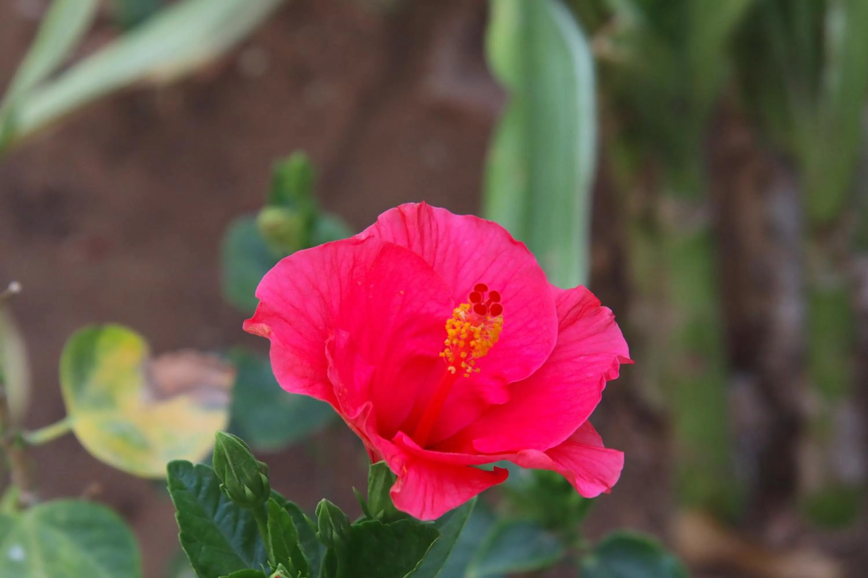 Other in Shahar Palace