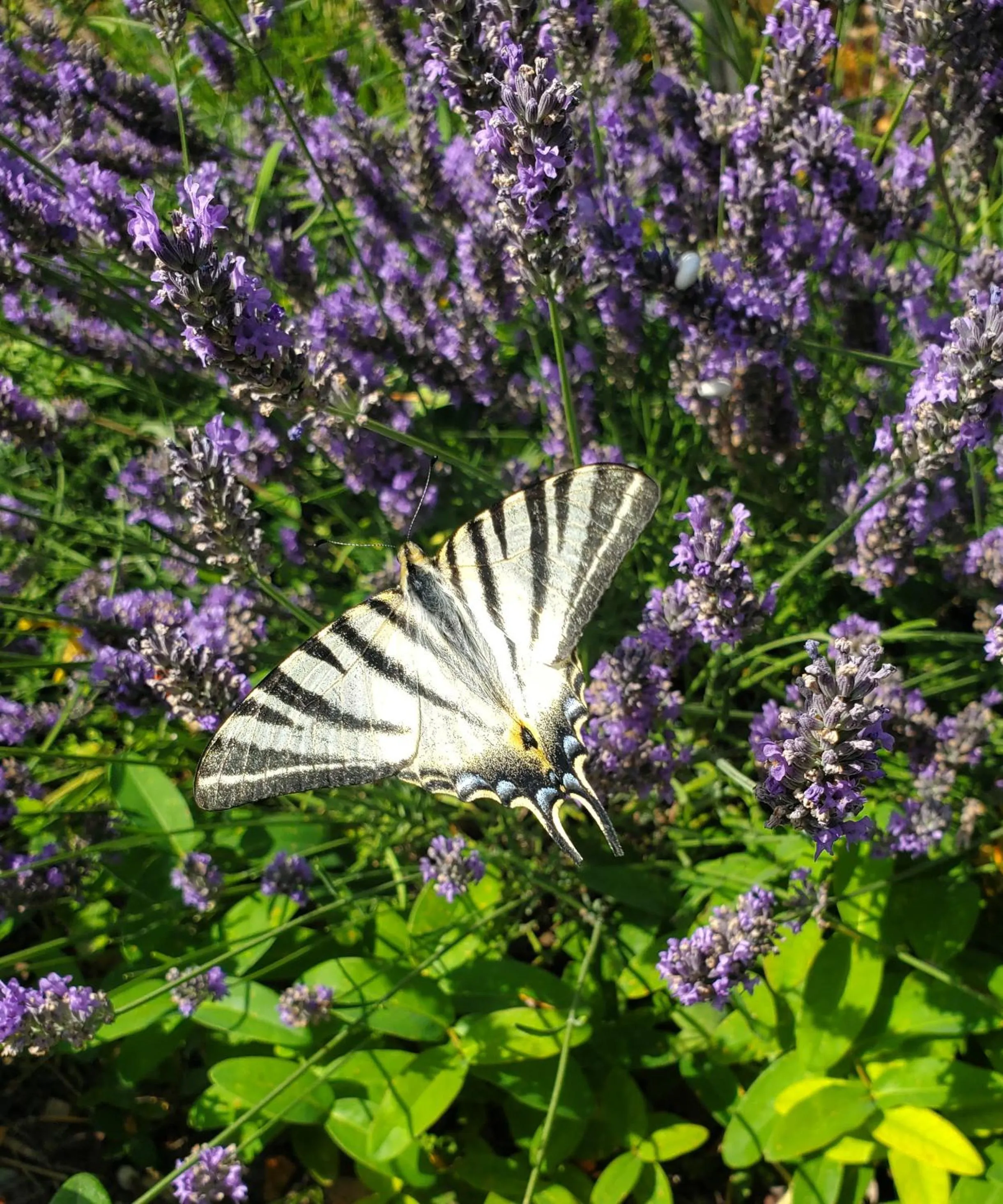 Le Jas des Cannebieres
