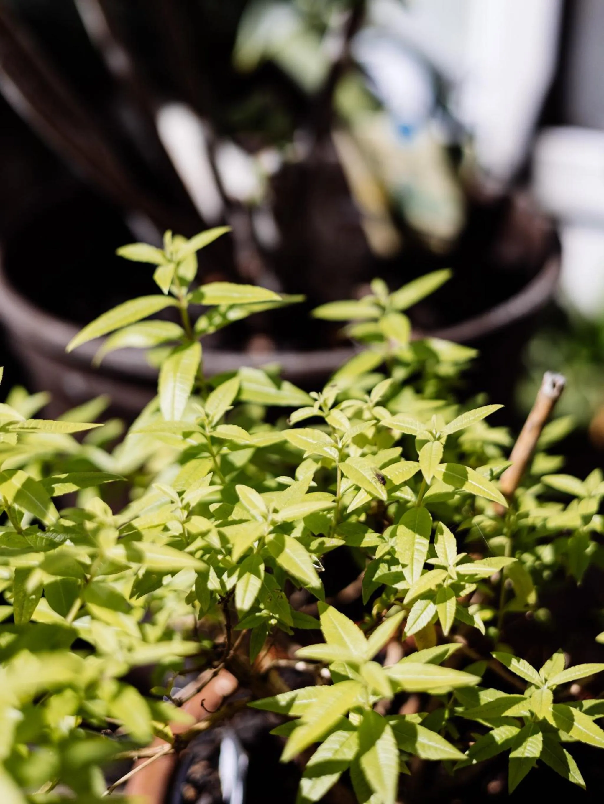 Garden in Biohotel Amadeus