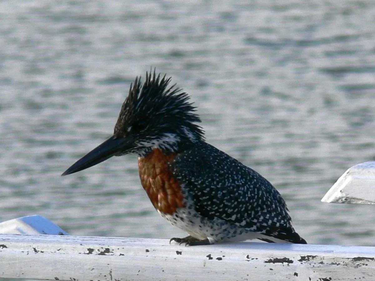 Garden in Kowie River Guest House
