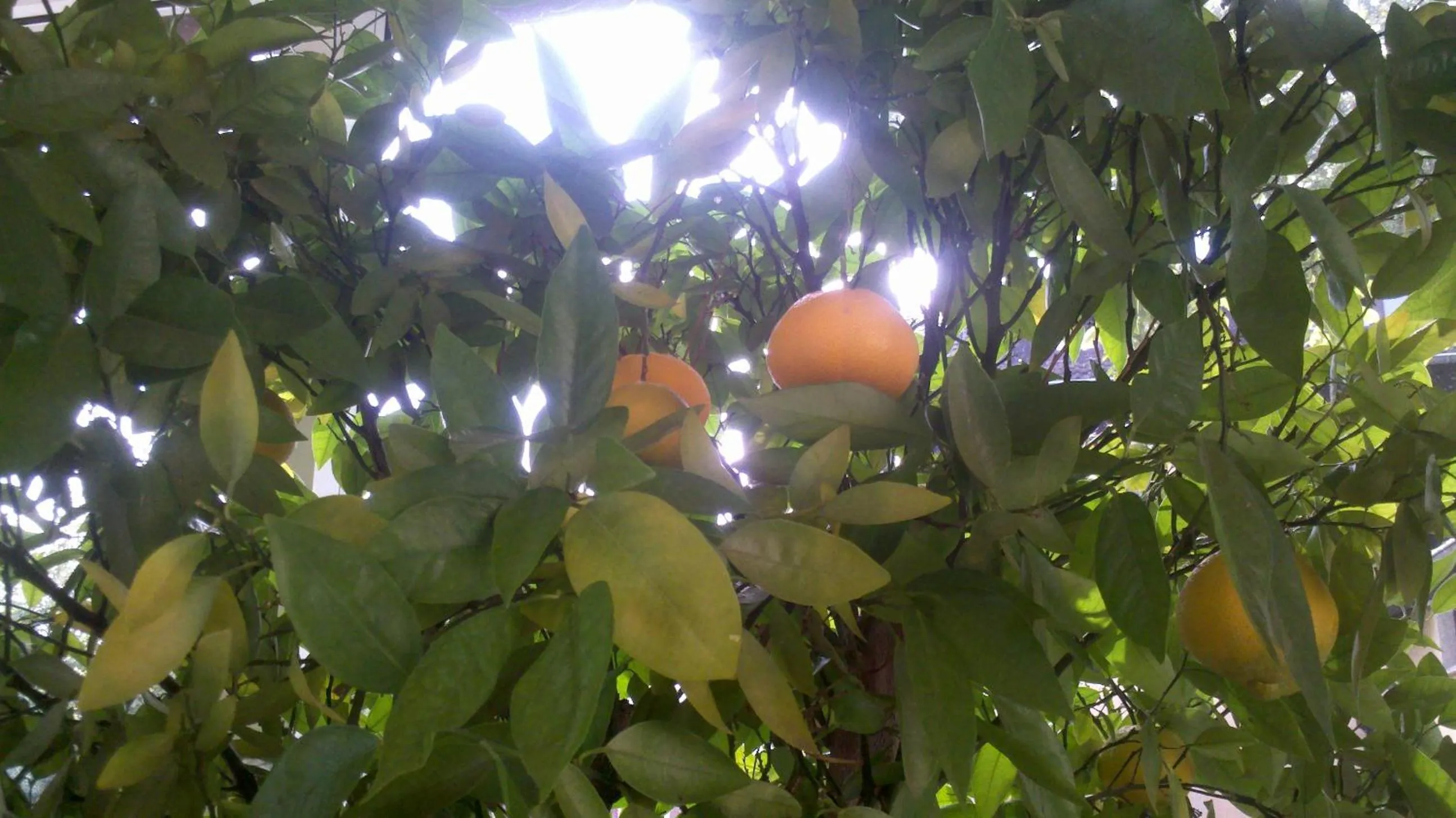 Natural landscape in Hotellerie Waldesruh